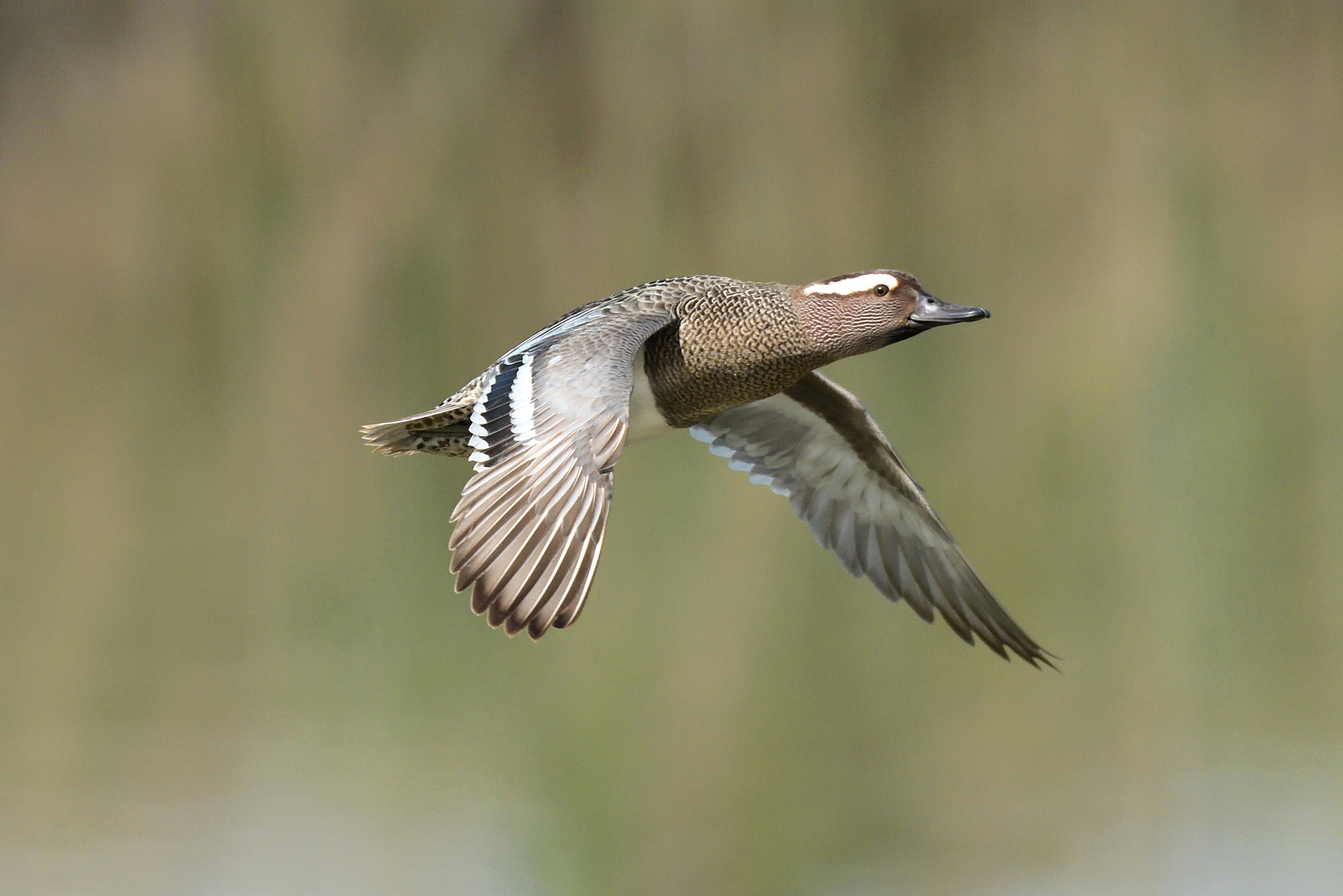 Garganey m.