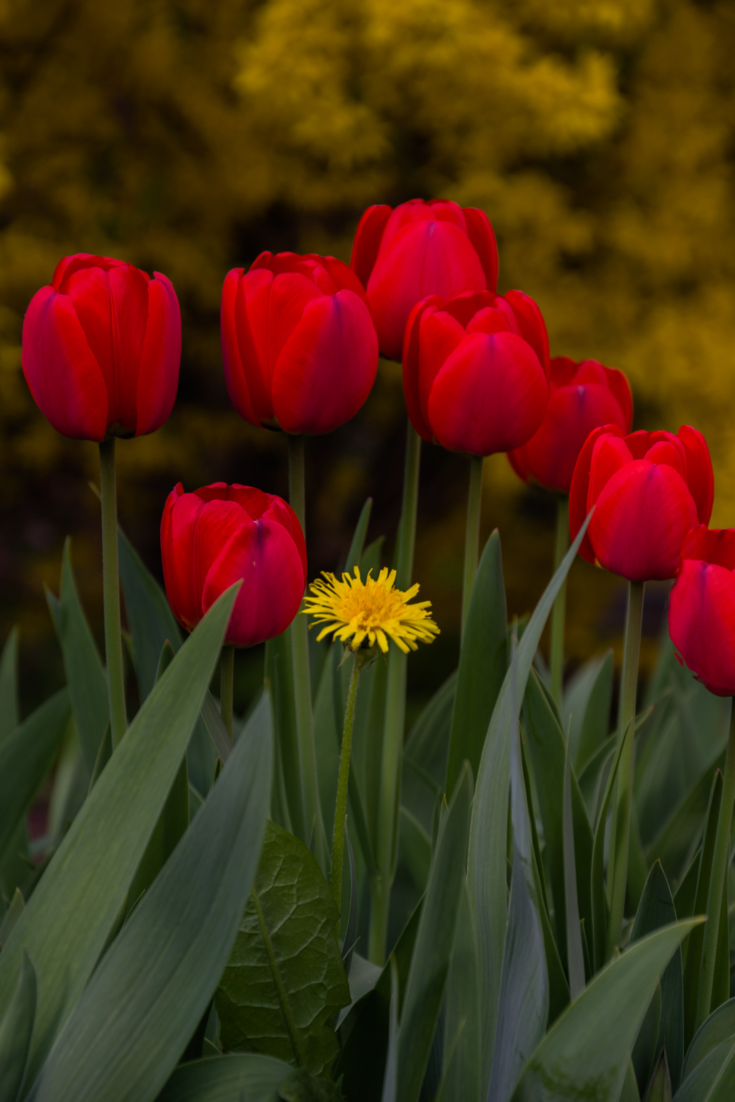 You, you who are different ...