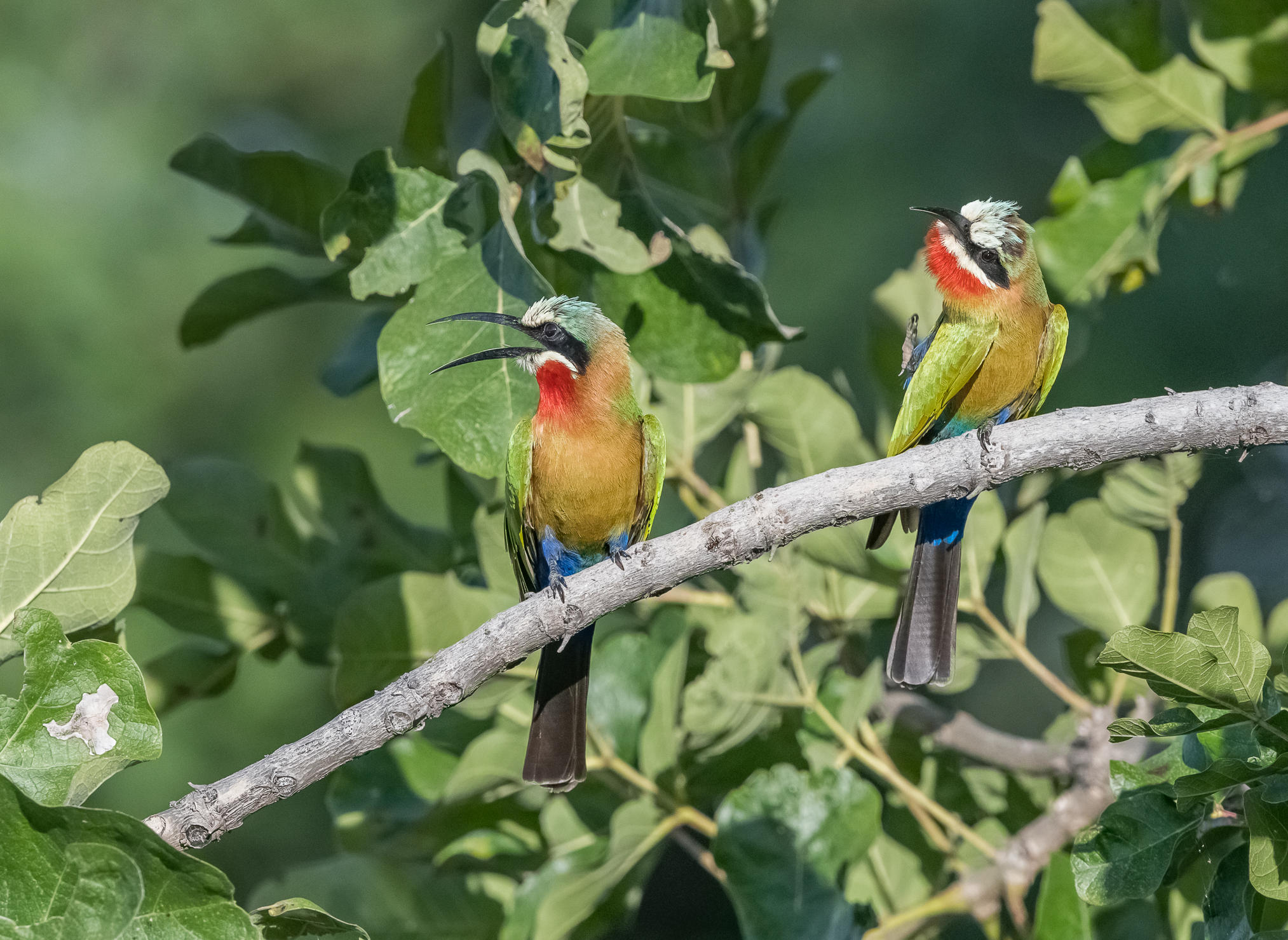 White-fronted gruccioni