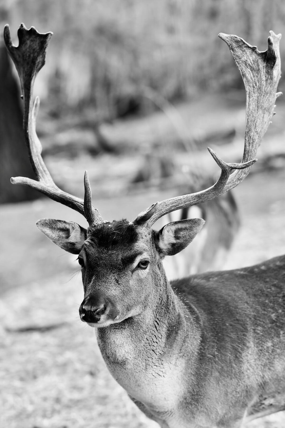 Oh my deer!