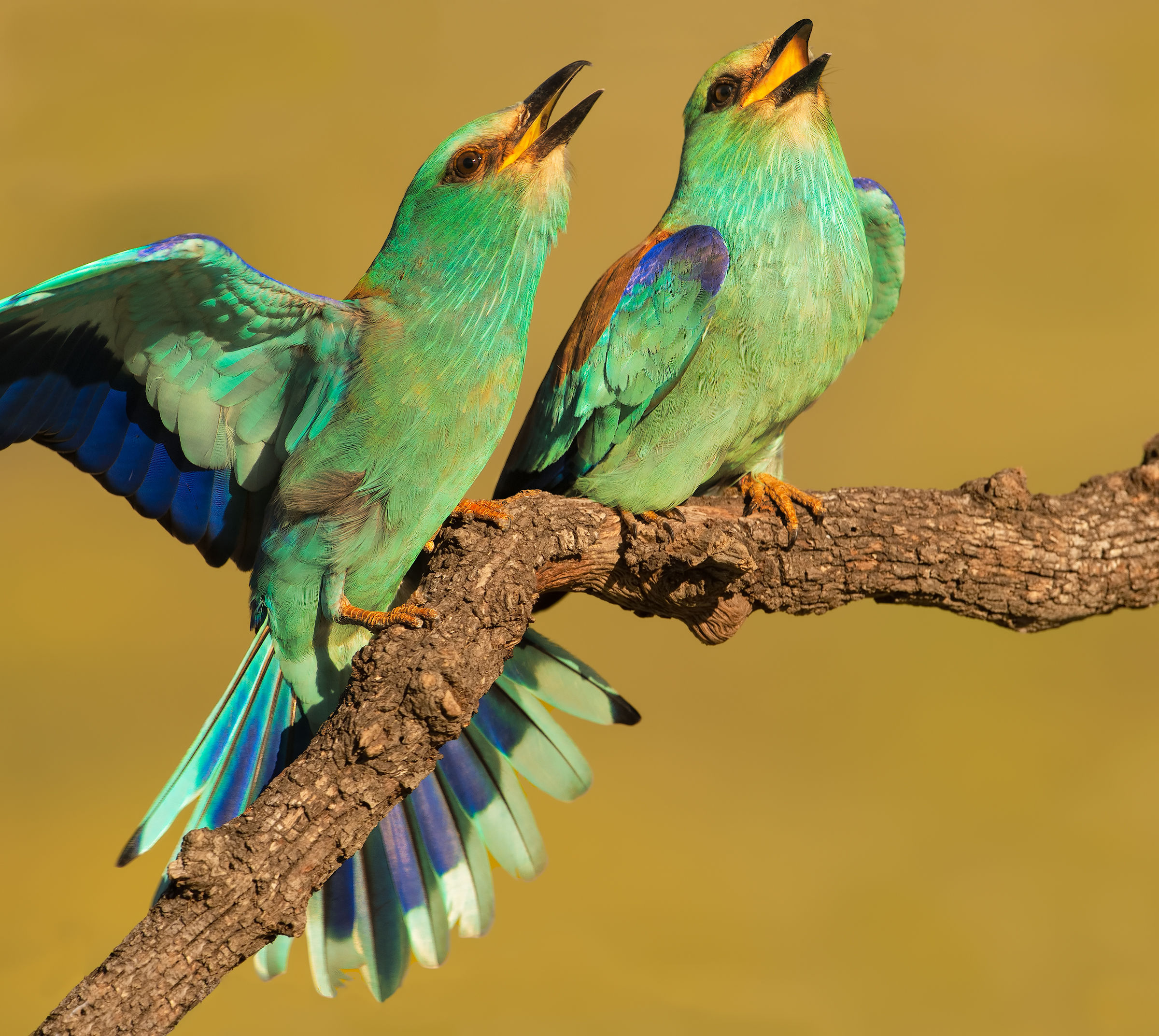 European roller