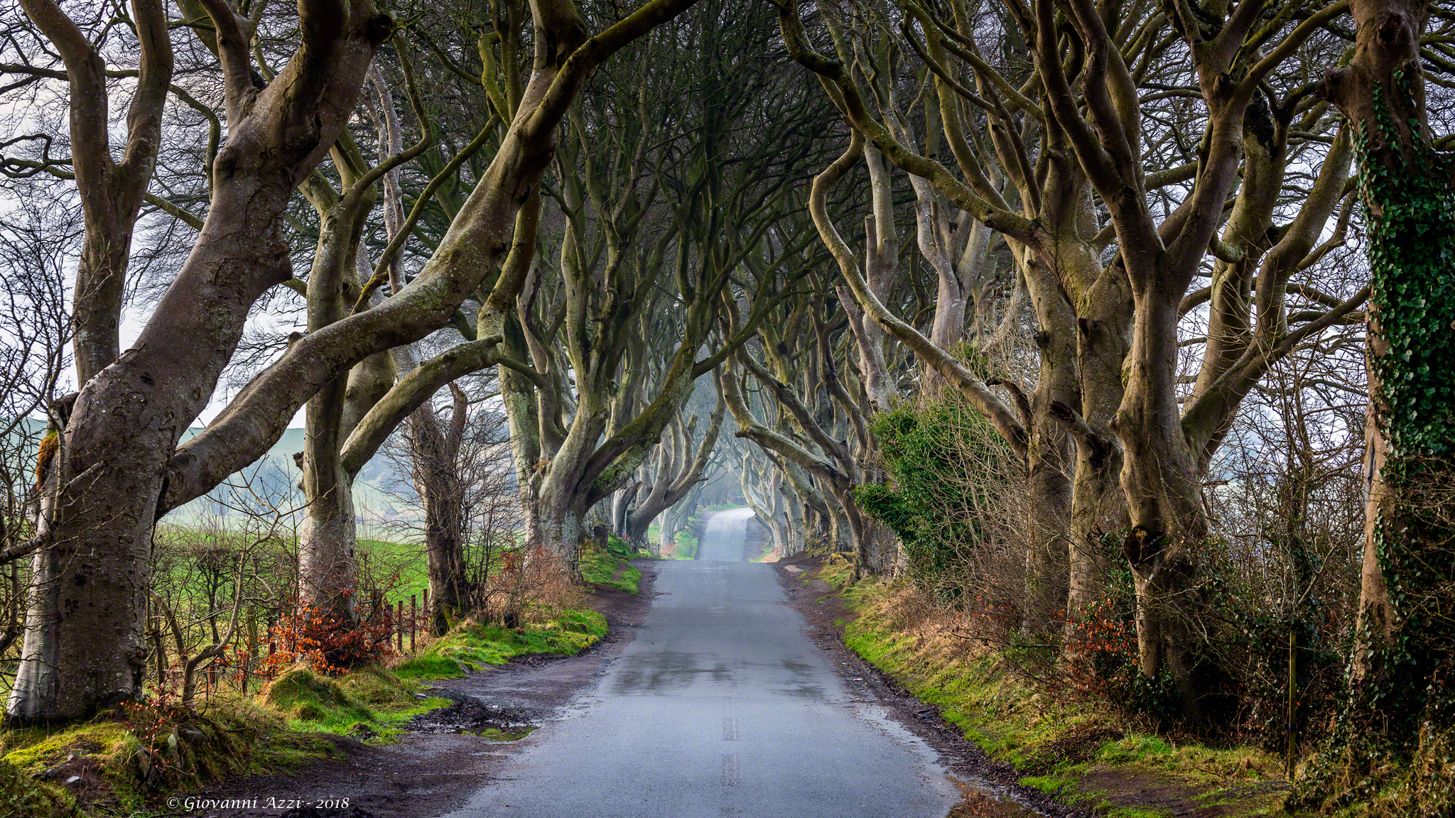 The dark hedges