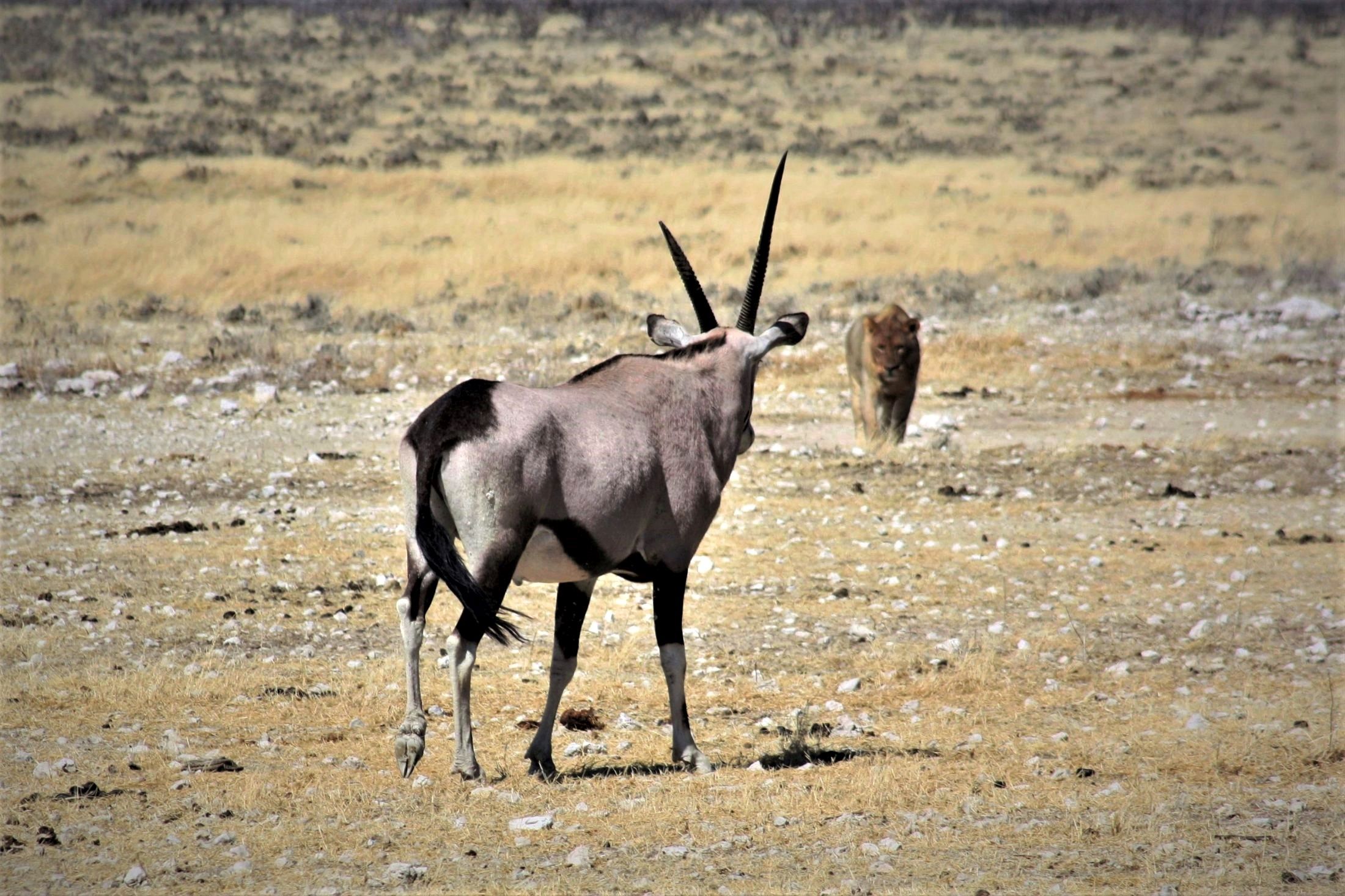 Incontri ravvicinati