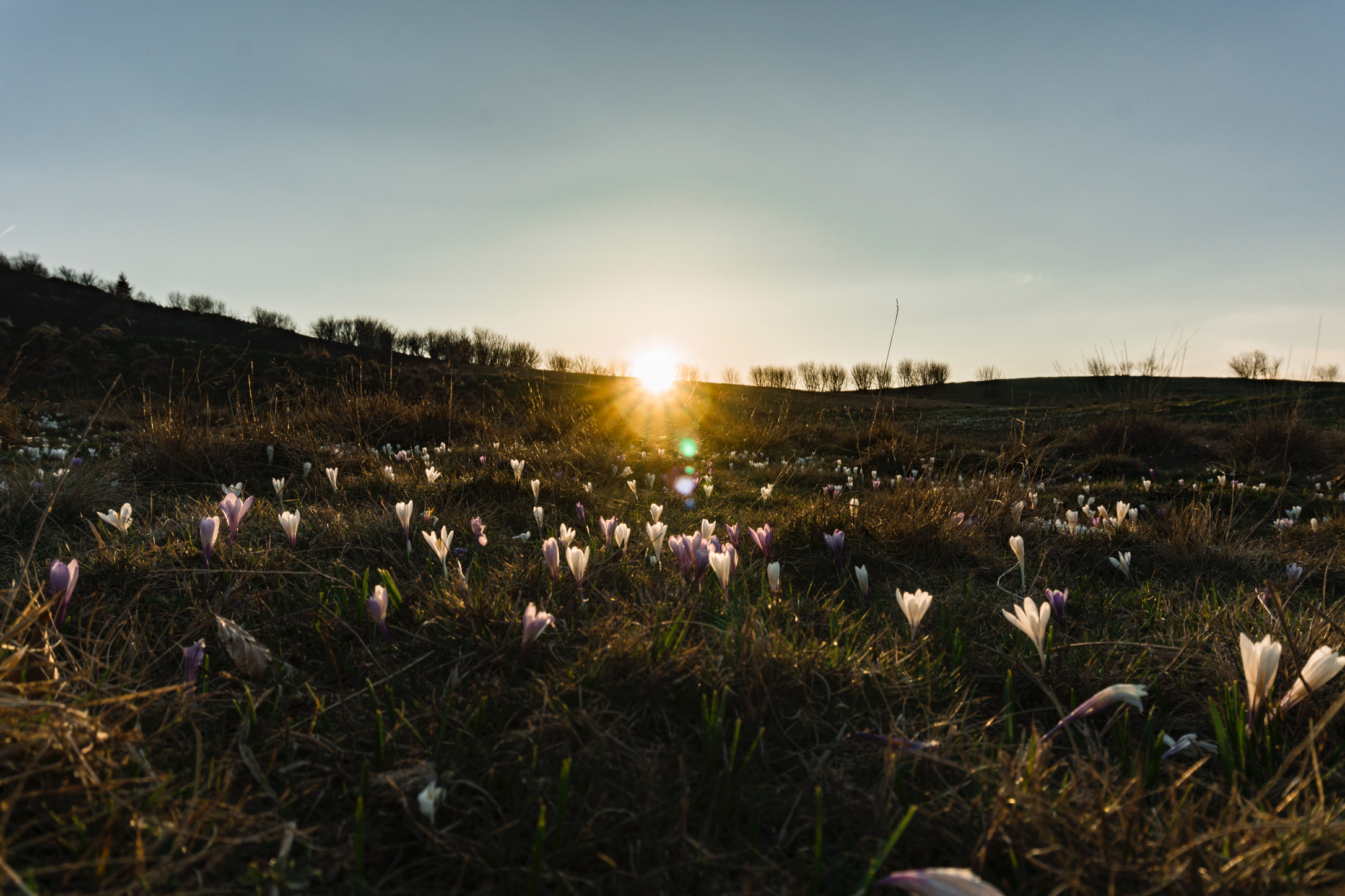 Corno D'Aquilio, Lessinia - Crocus