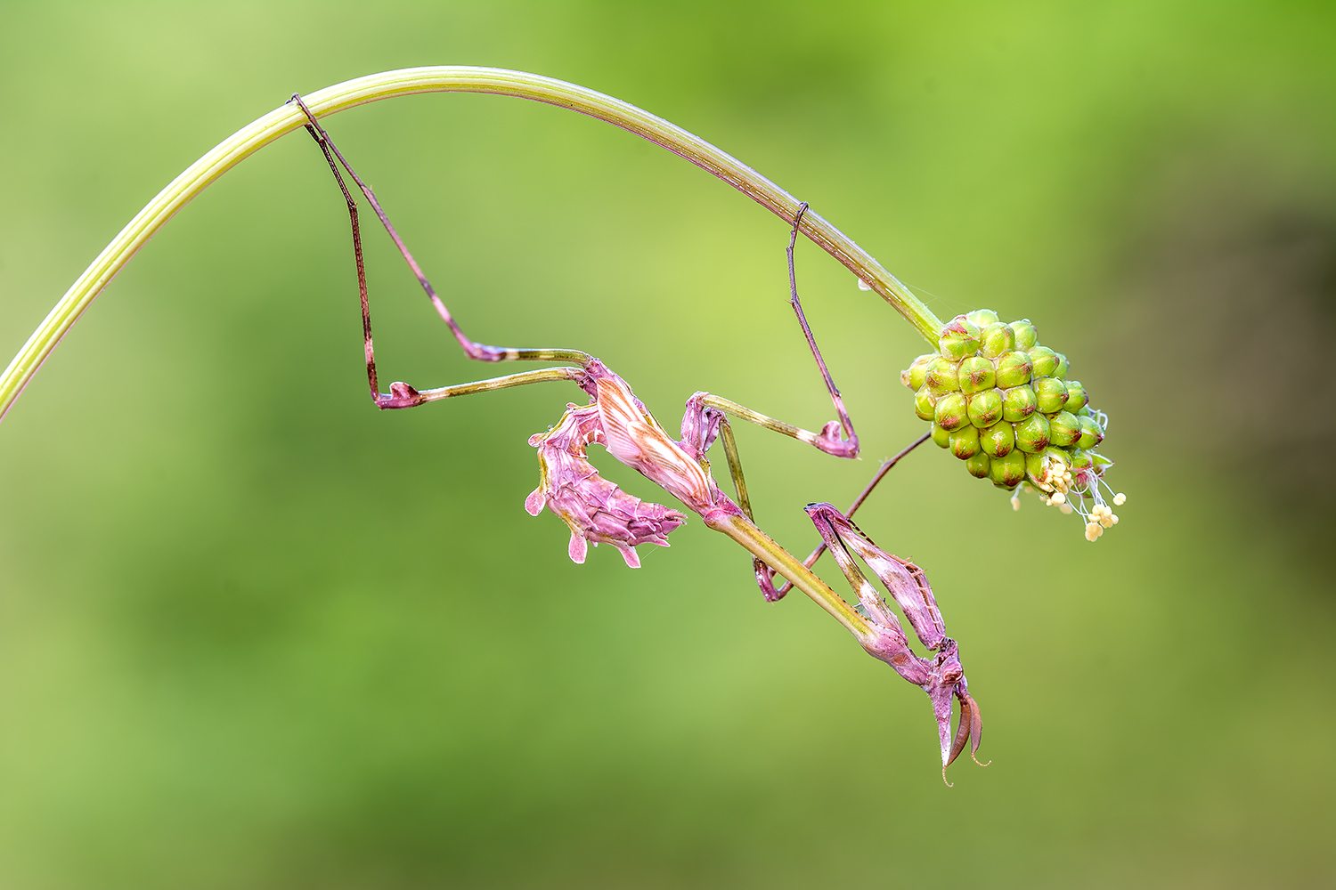Empusa pennata