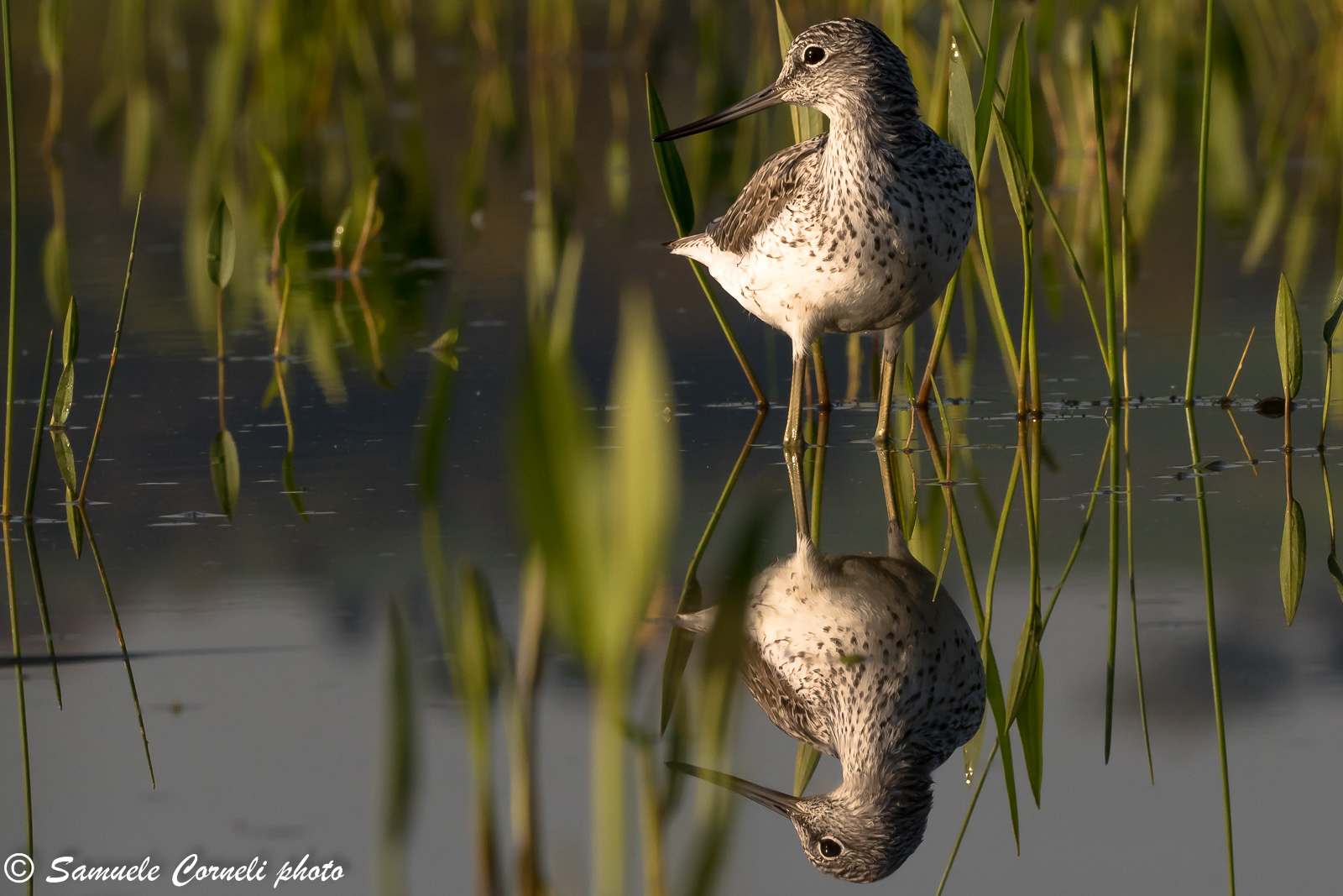 Mirror of my lusts.. Who is the Pyro Pyro..