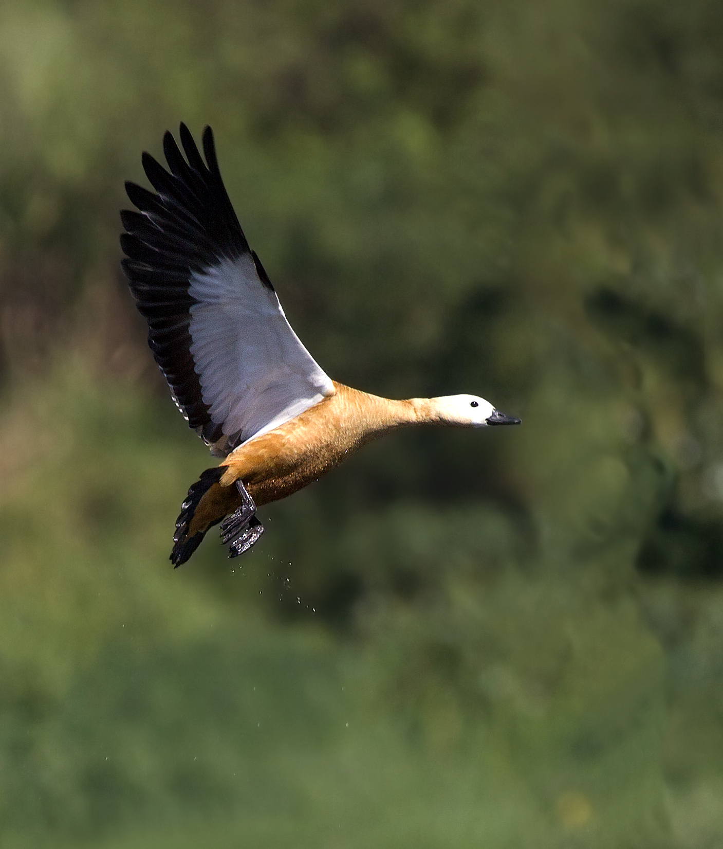 Take off of Rudy Shelduck.
