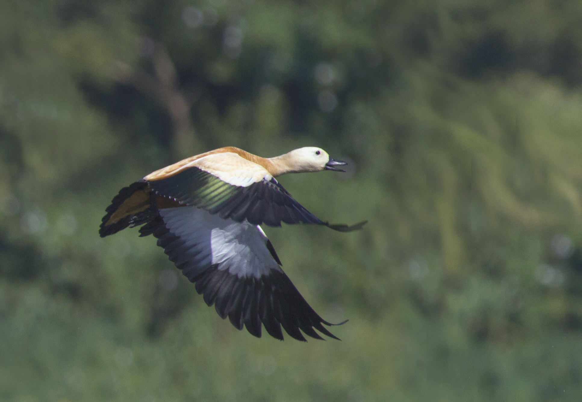 Rudy Shelduck in flight #1