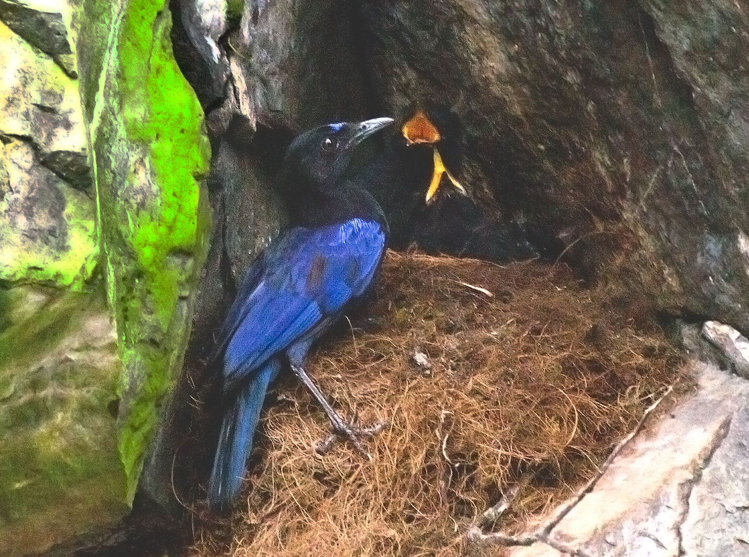 Malbar Whistling Thrush at Nest.