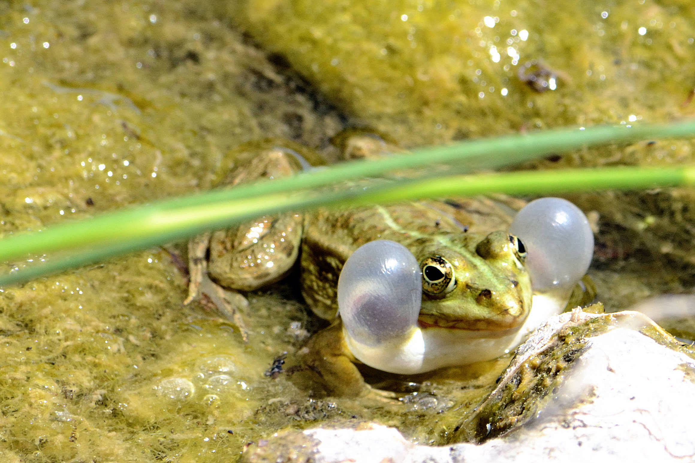 Frog during summons of courtship.