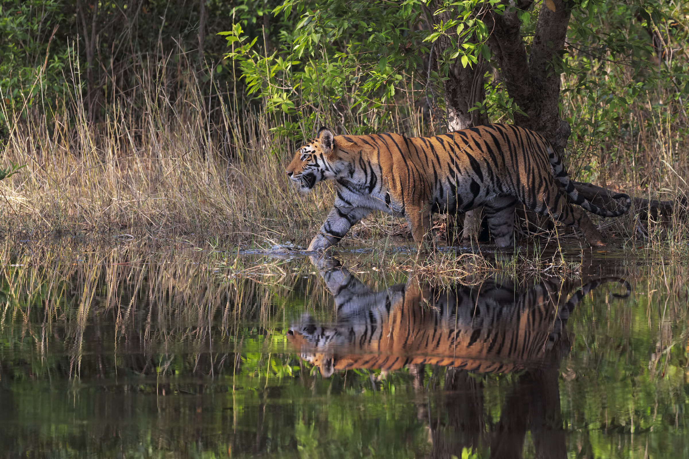 Tigers in water