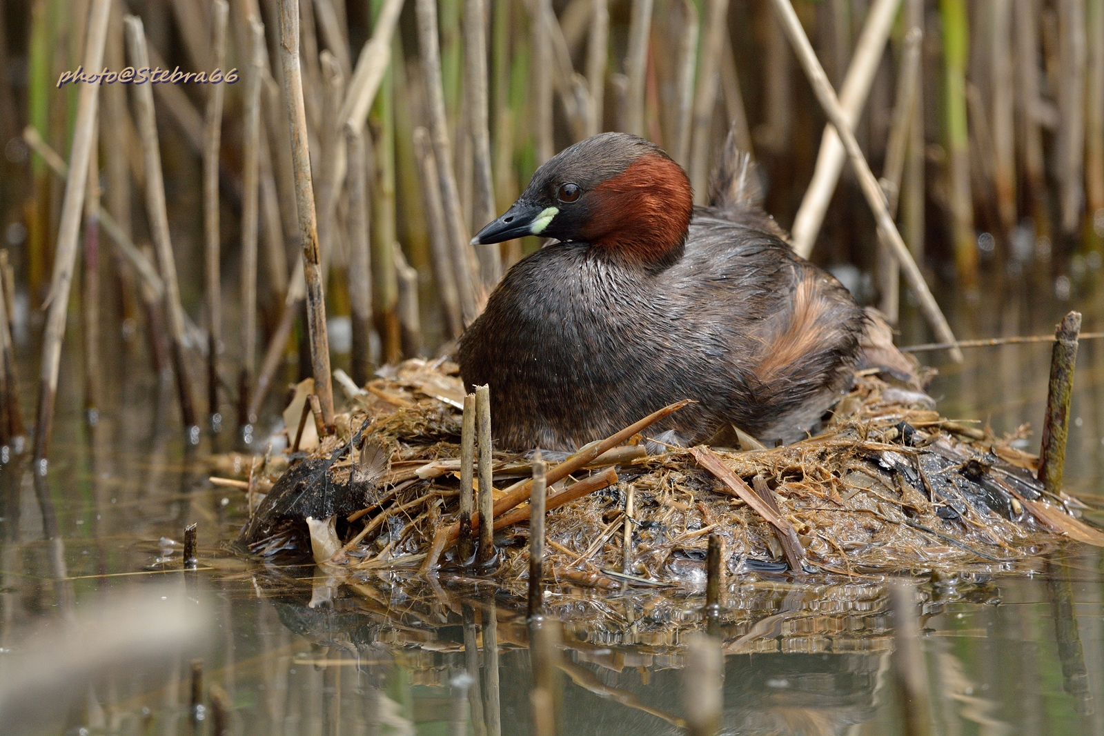 Sul nido del tuffetto