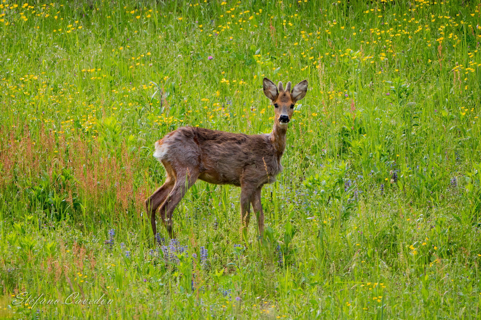Young roe Deer