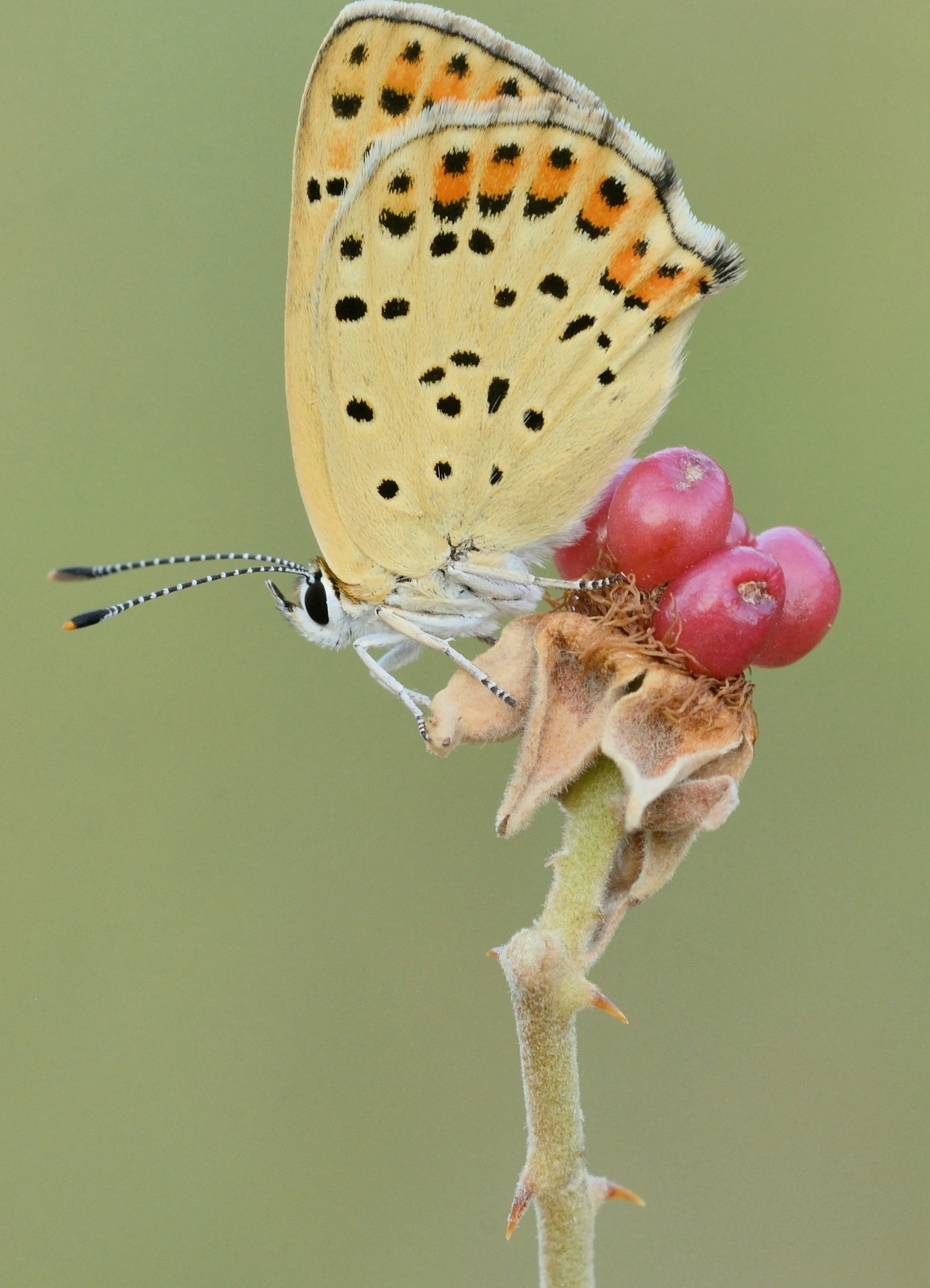 Lycaena tityrus
