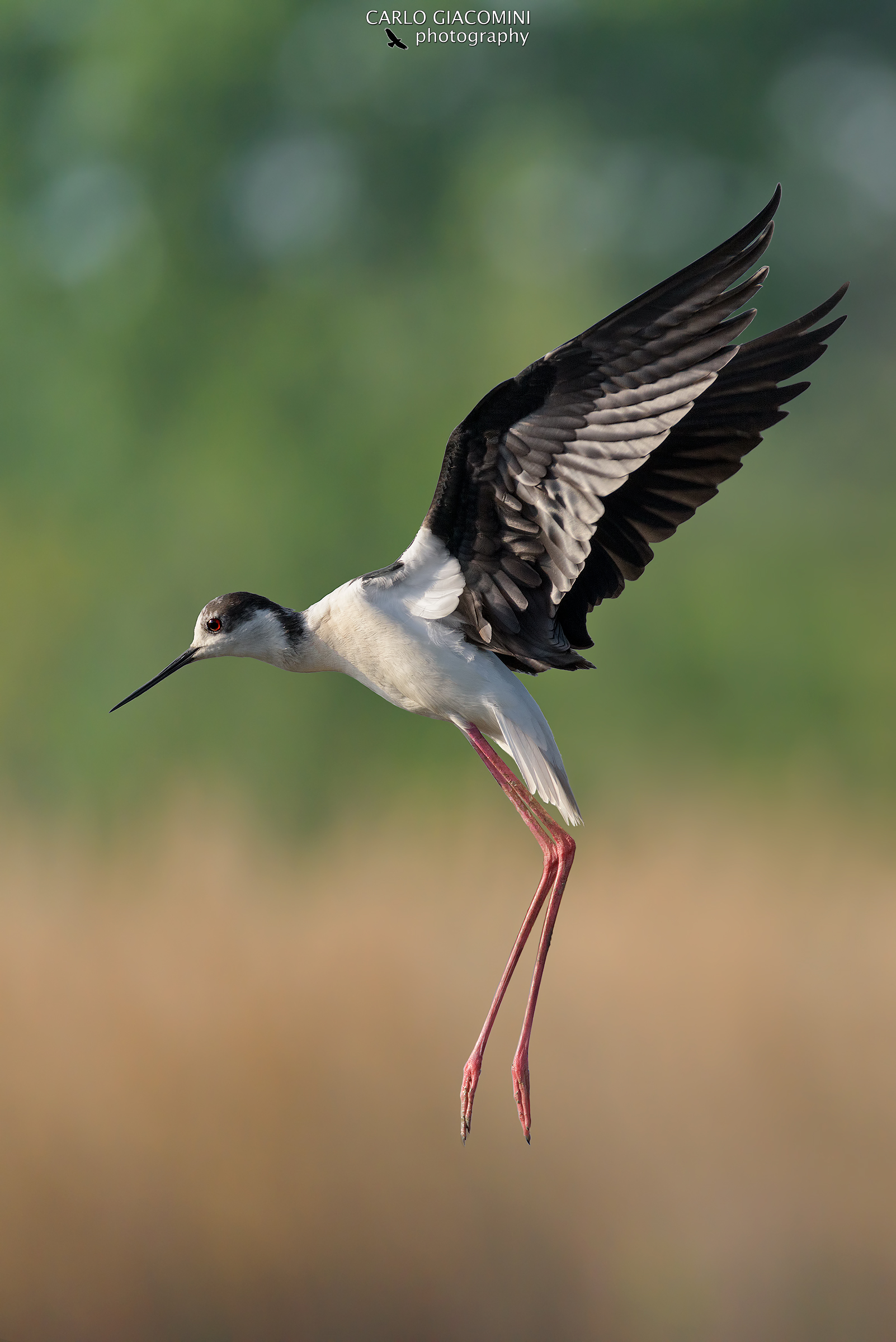 The landing of the knight