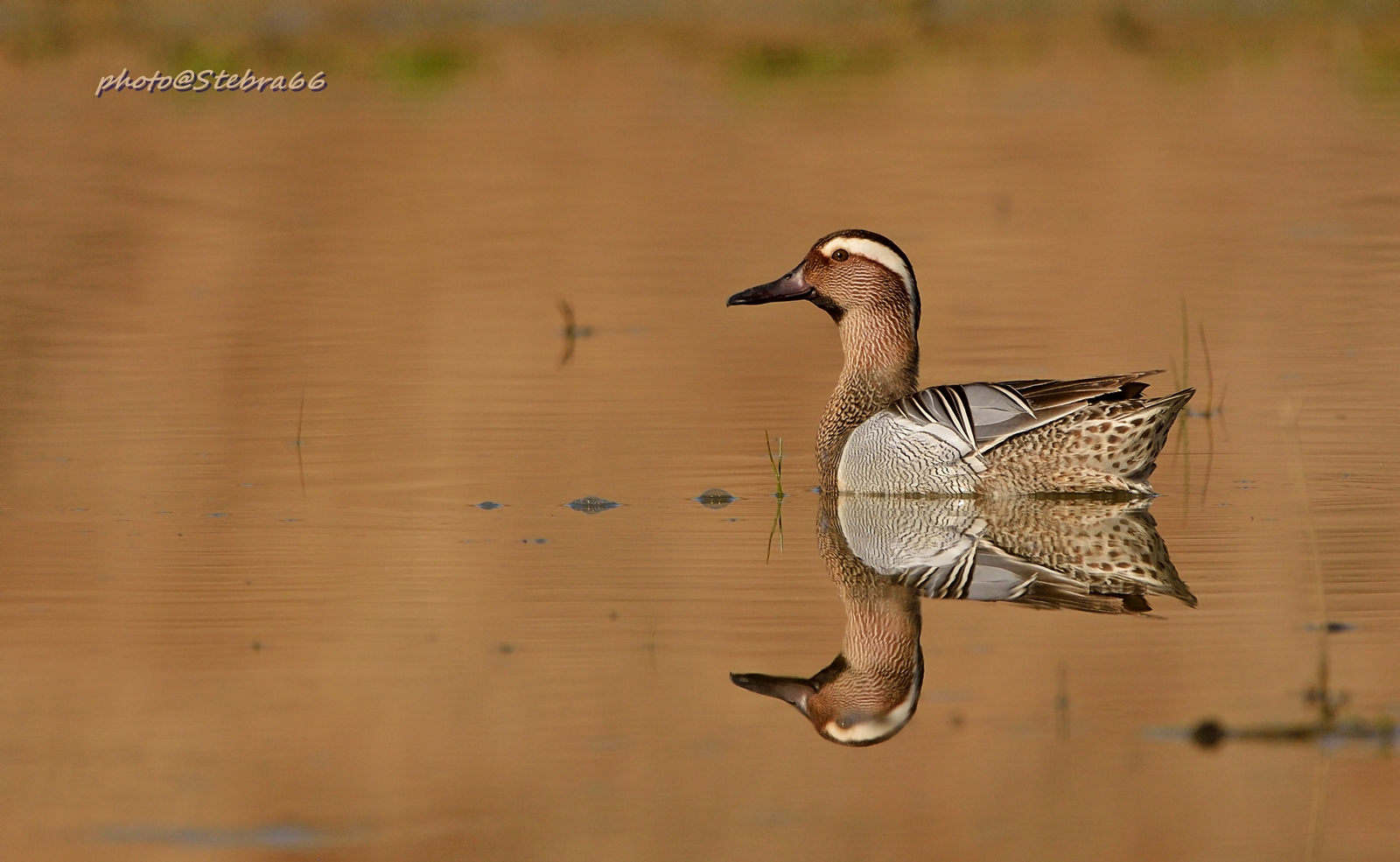 Marzaiola allo specchio
