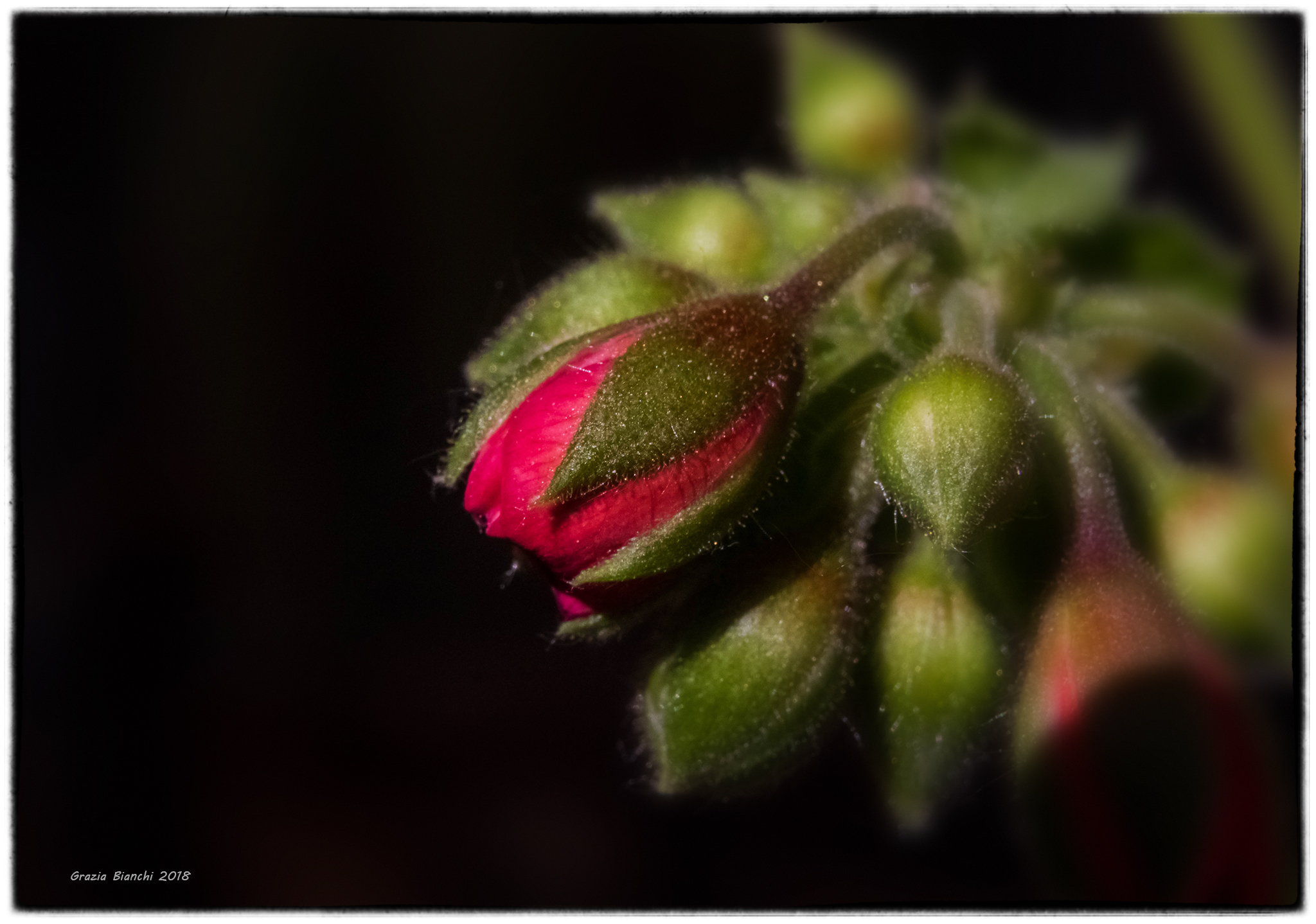 Bowl of Geranium
