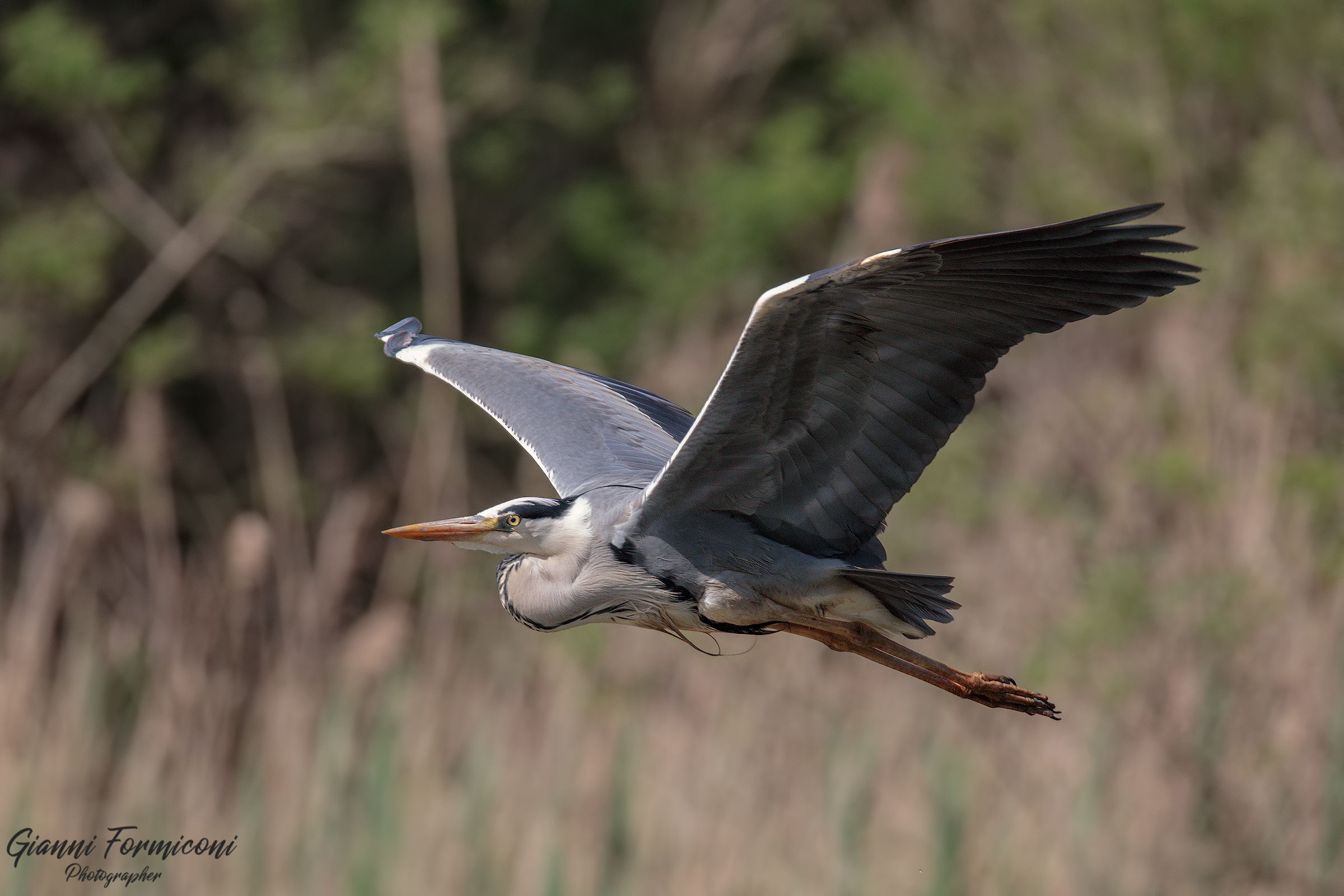 Il volo dell'Airone cenerino