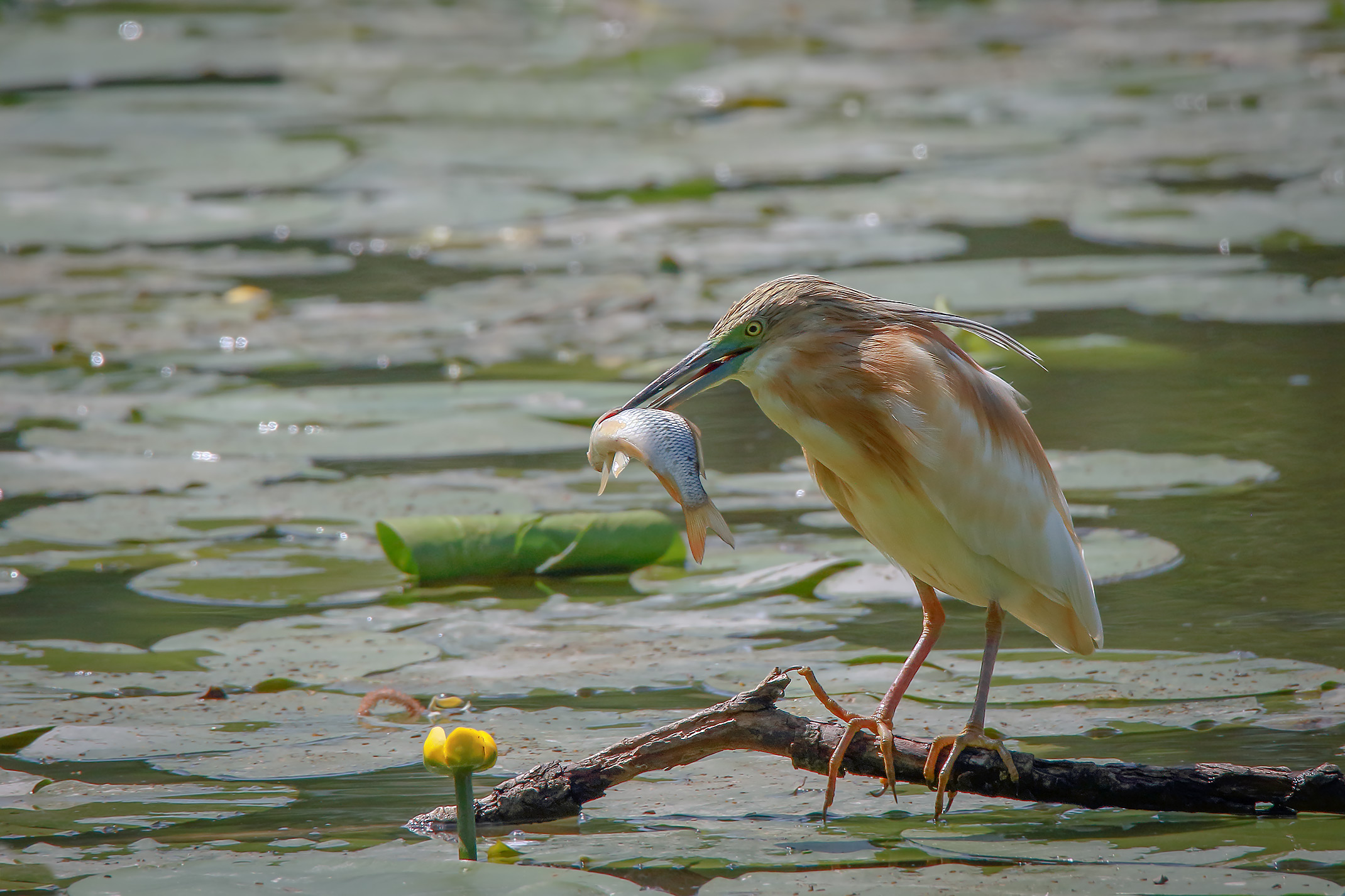 Sgarza ciuffetto (ardeola ralloides)