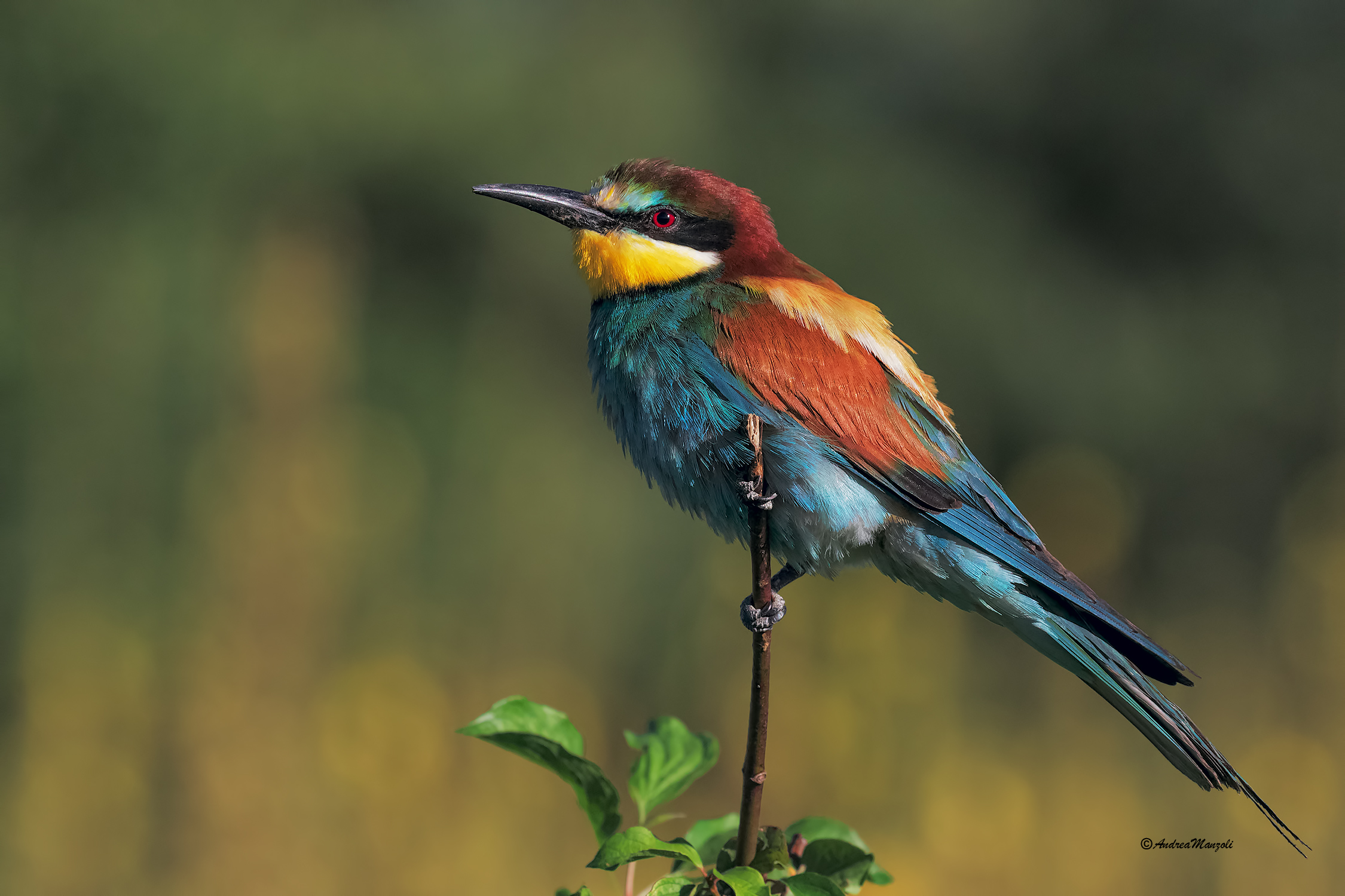 Bee-eater