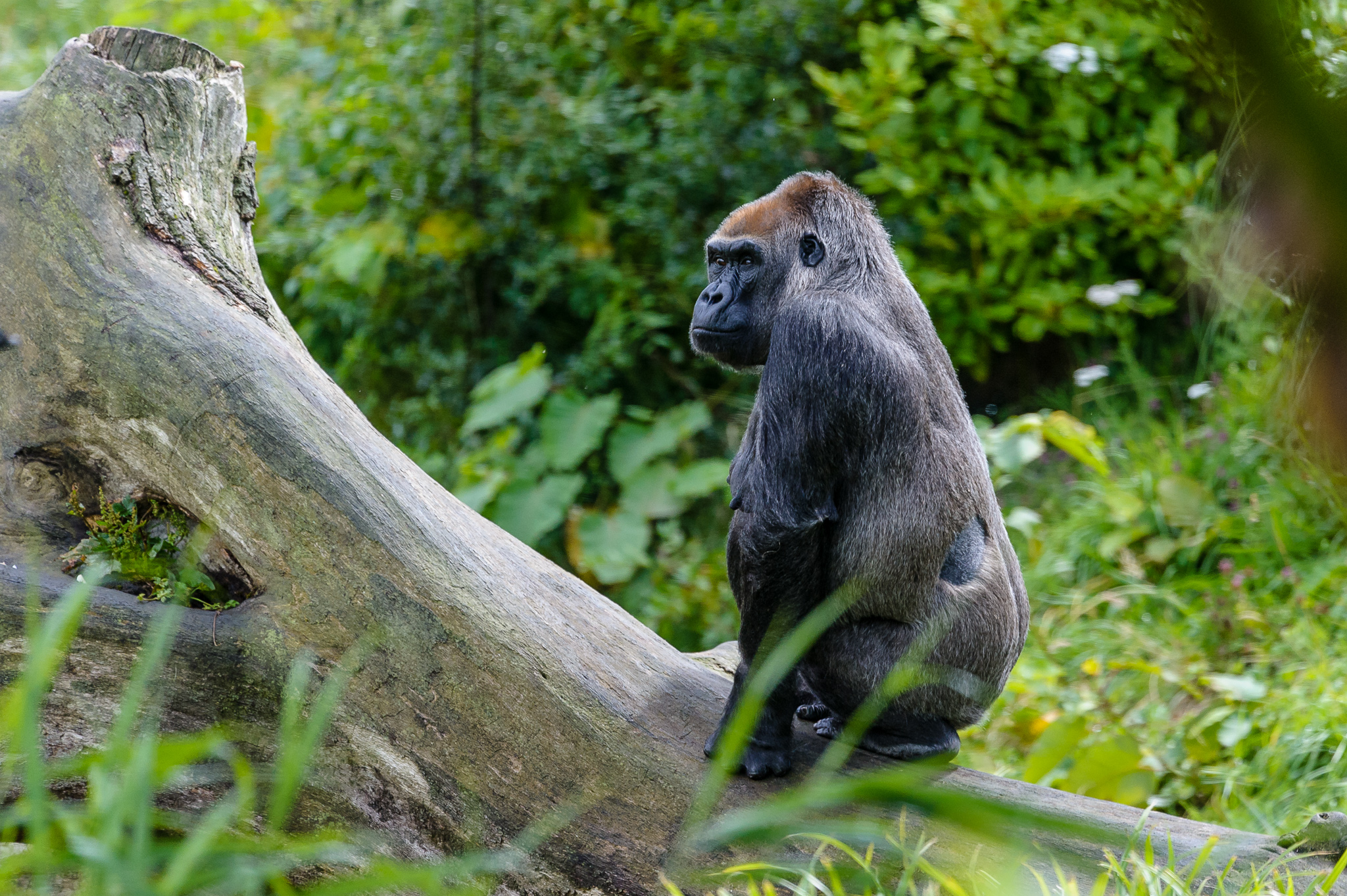 Western lowland gorilla