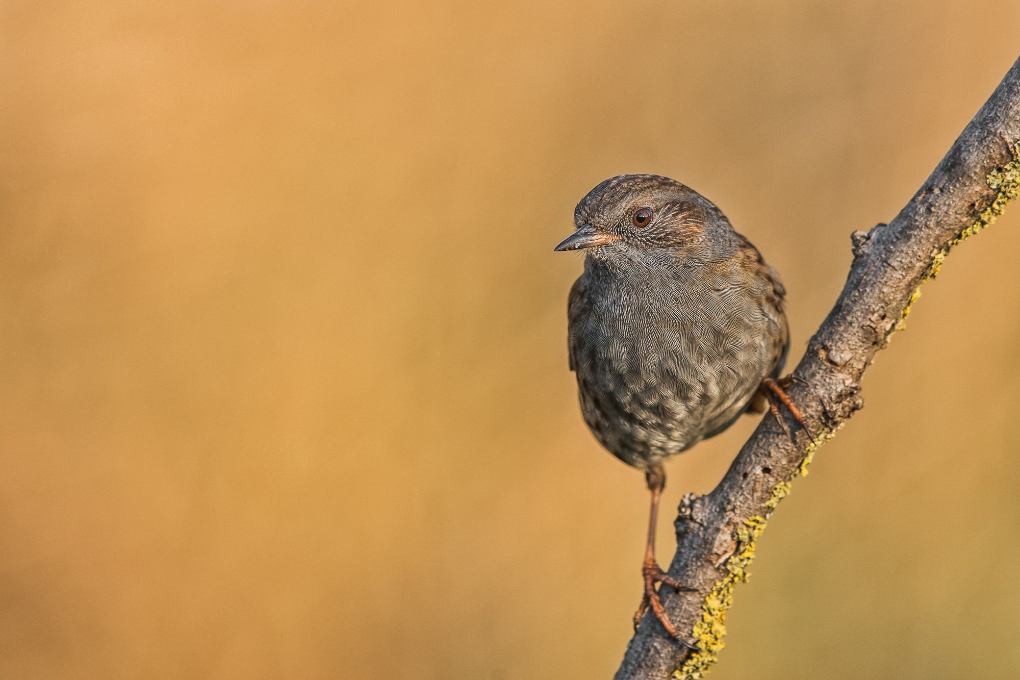 passera scopaiola all'alba