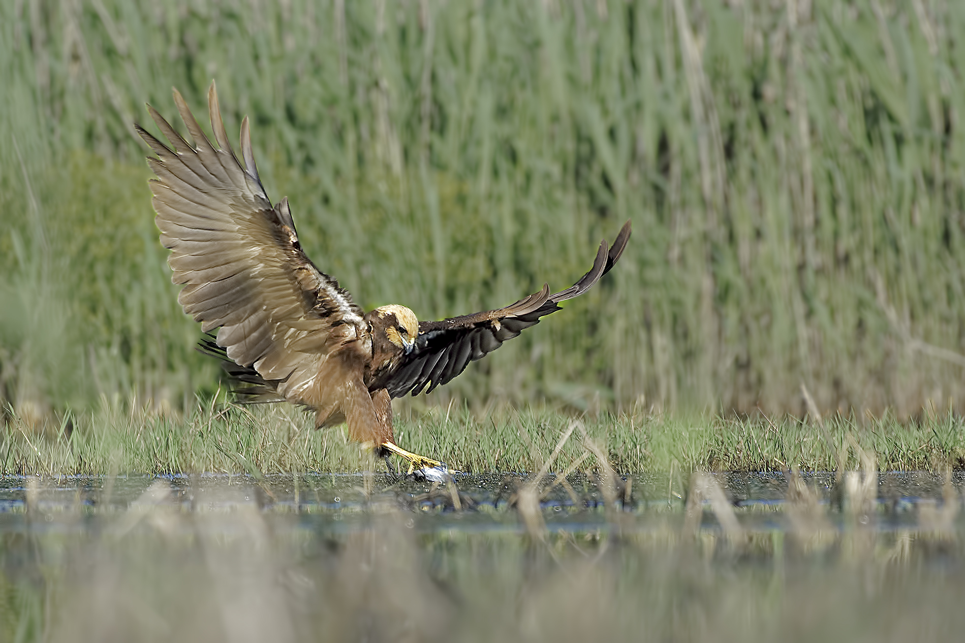 Marsh Hawk: Attack on the Coot Pullo
