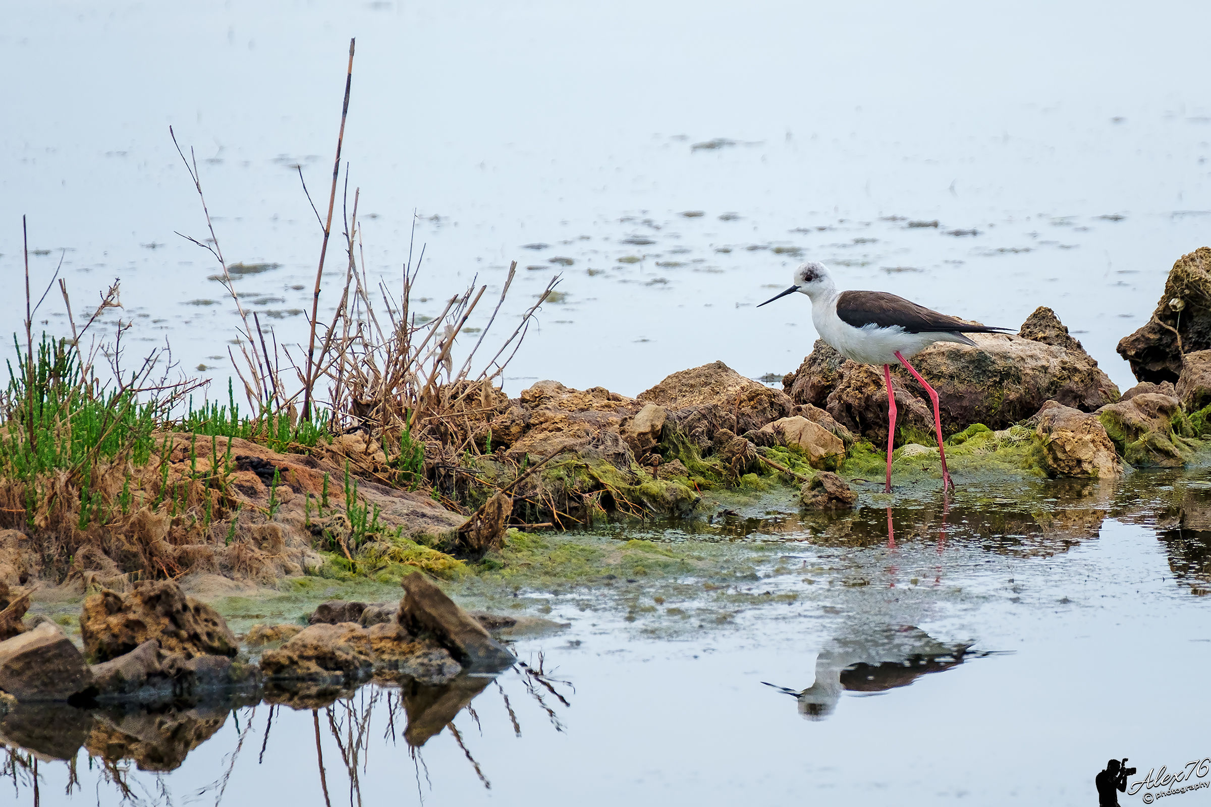 Knight of Italy (Himantopus Himantopus)