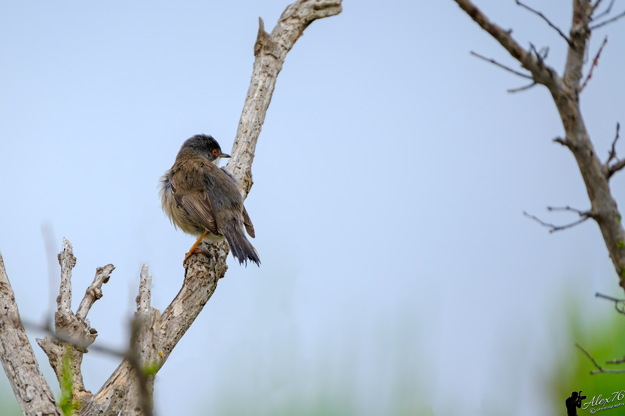 Sardinian (Sylvia melanocephala)