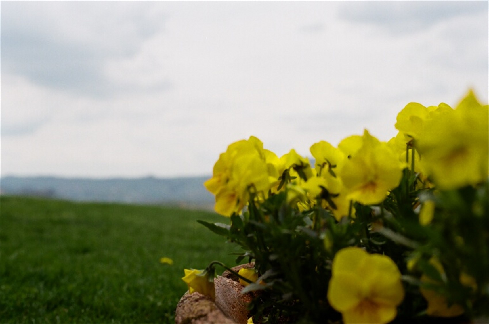 Il giallo di Grinzane