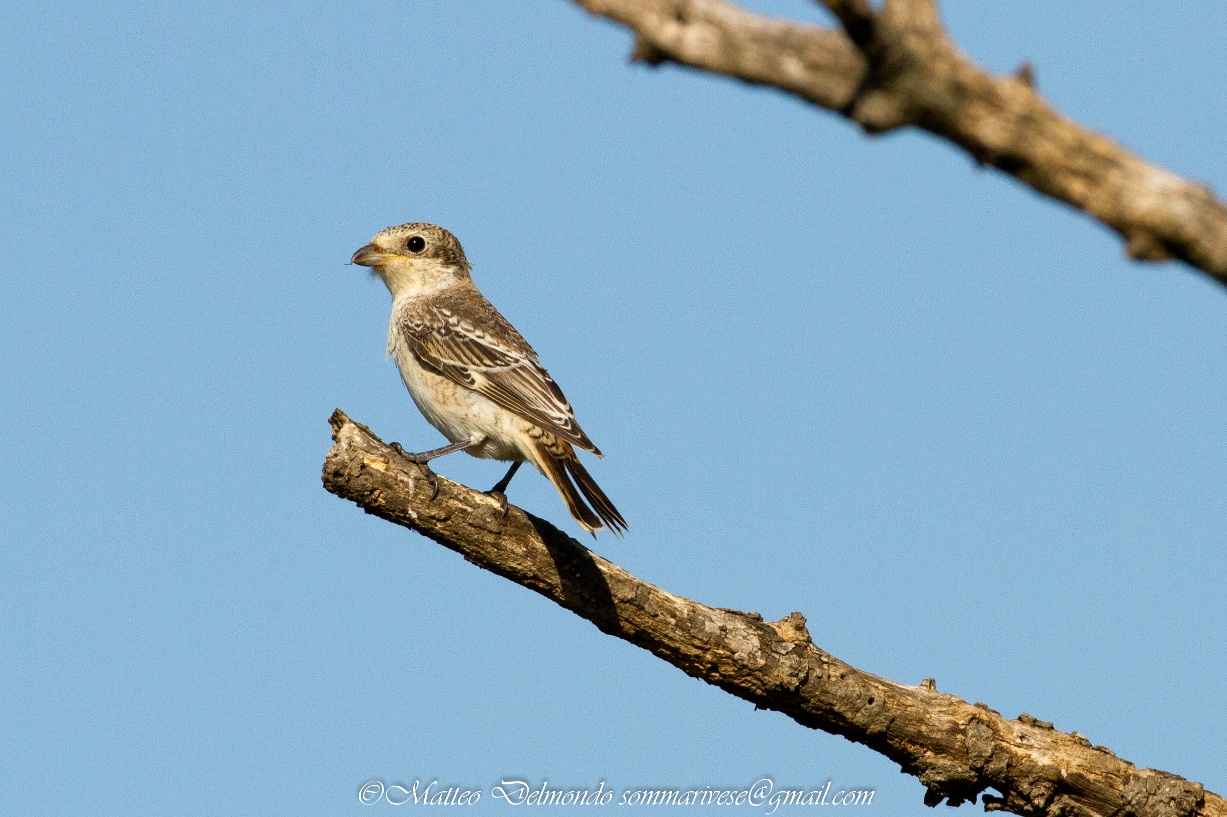 Woodchat Shrike young?