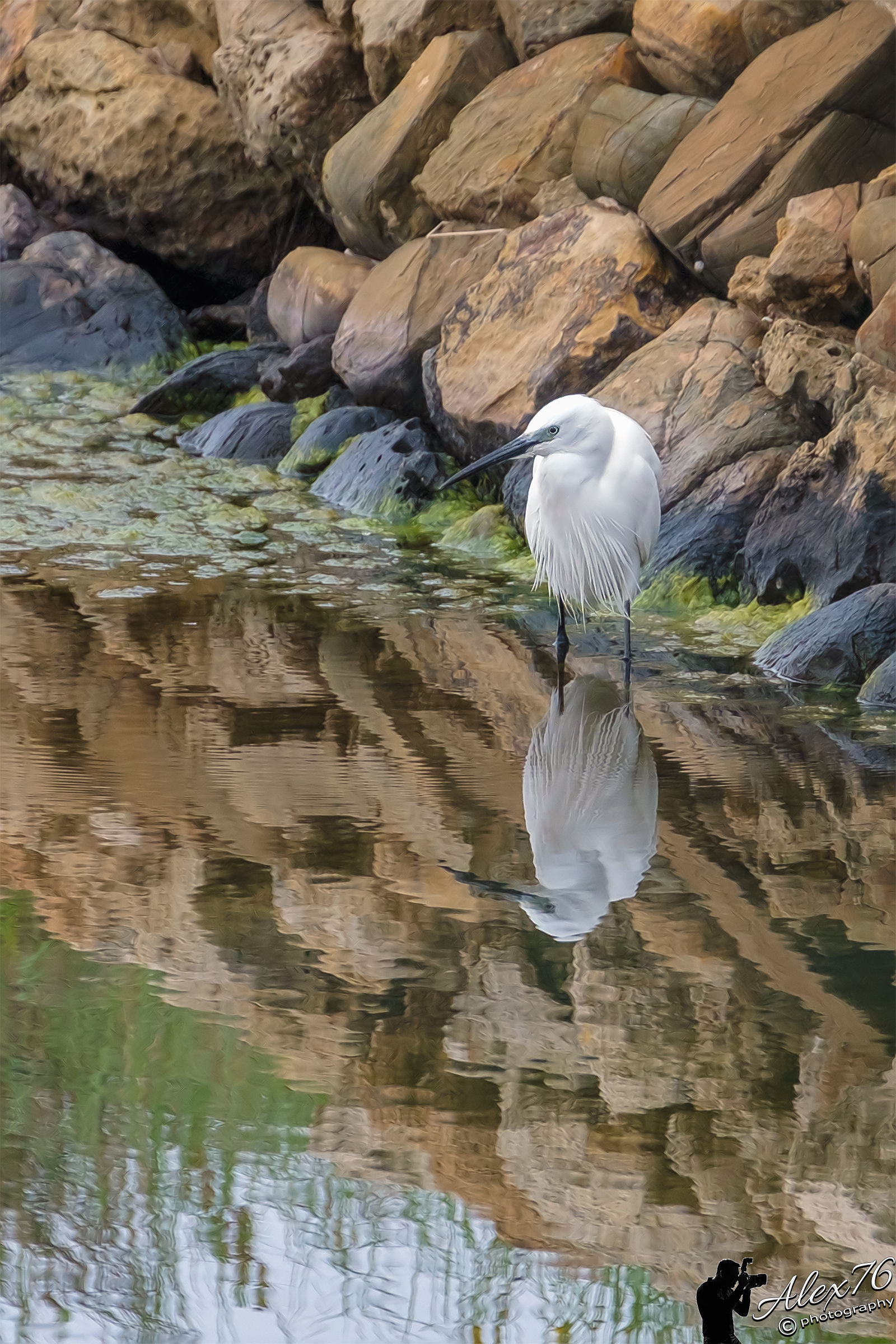 Egret (Egretta Journal)