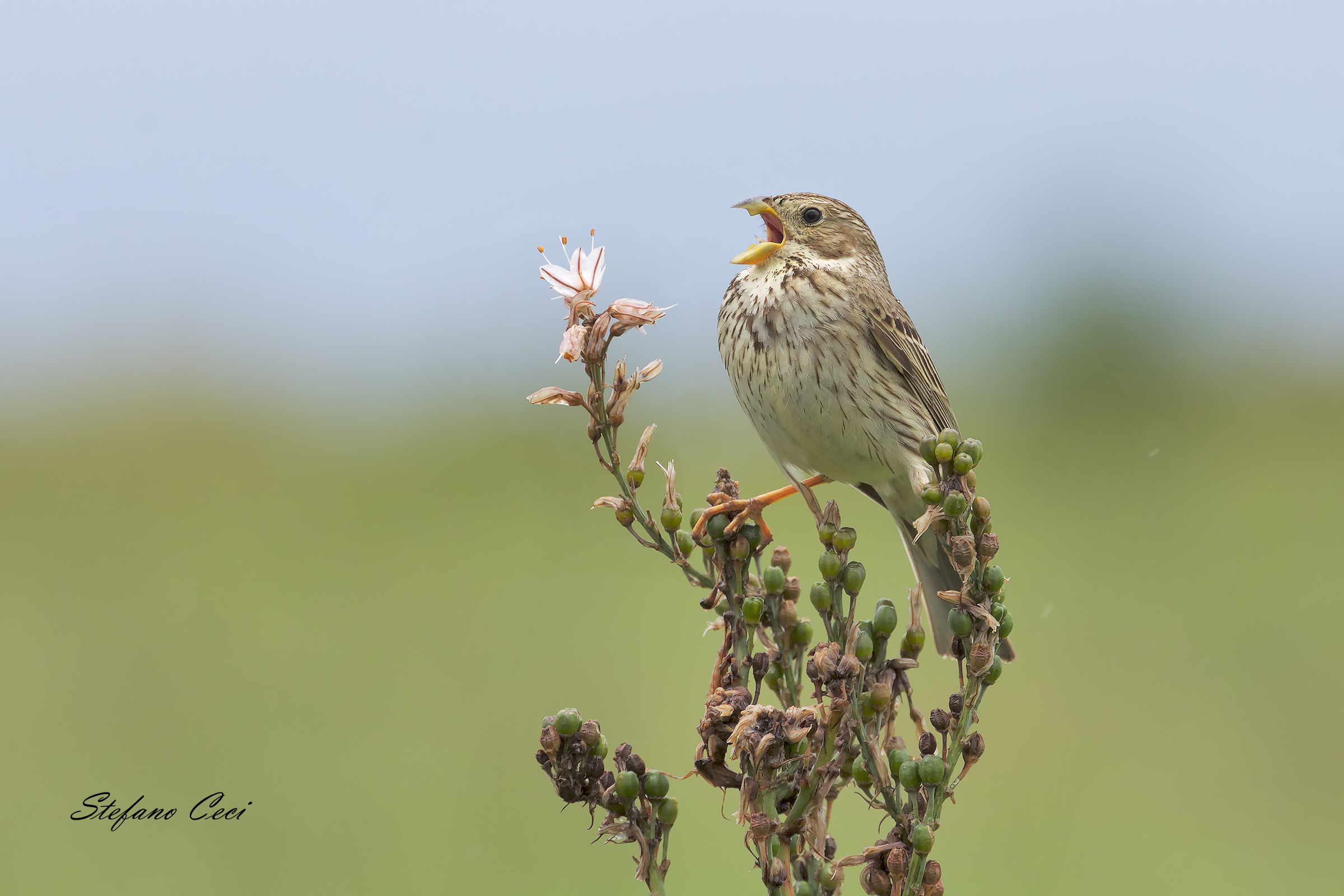 Strillozzo sull'Asfodelo