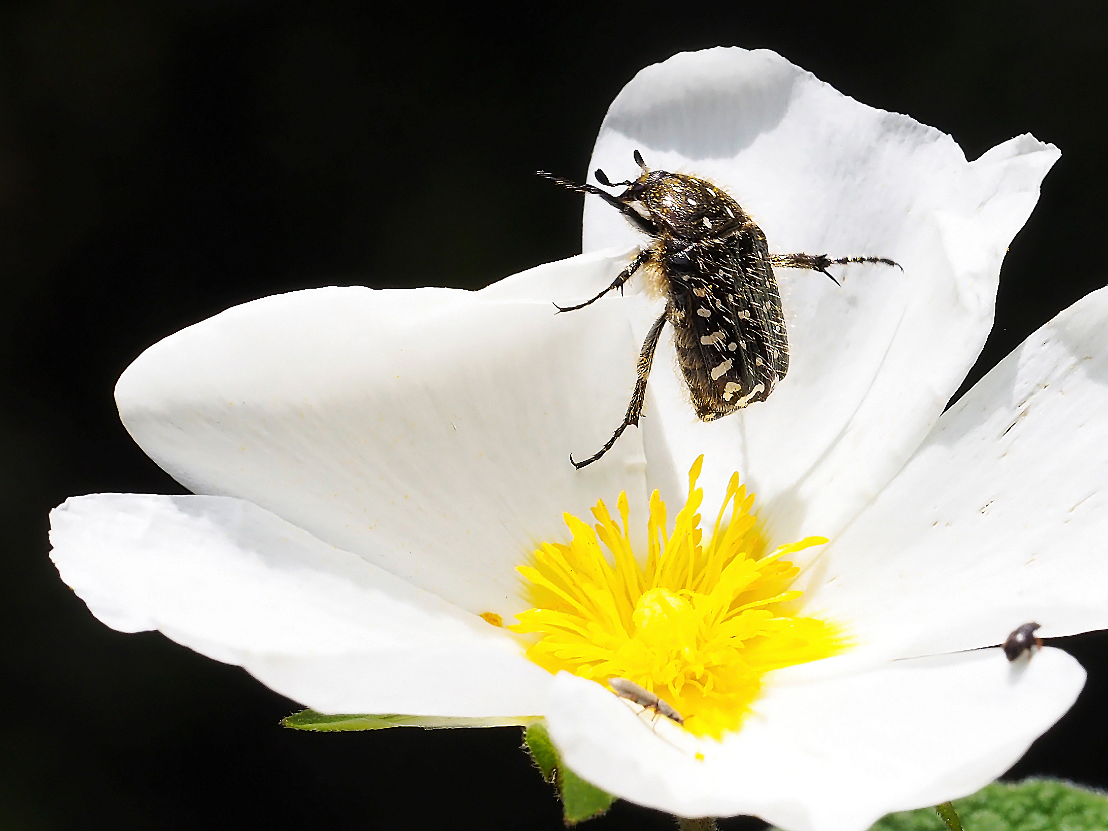 fiorellino selvatico con insetti