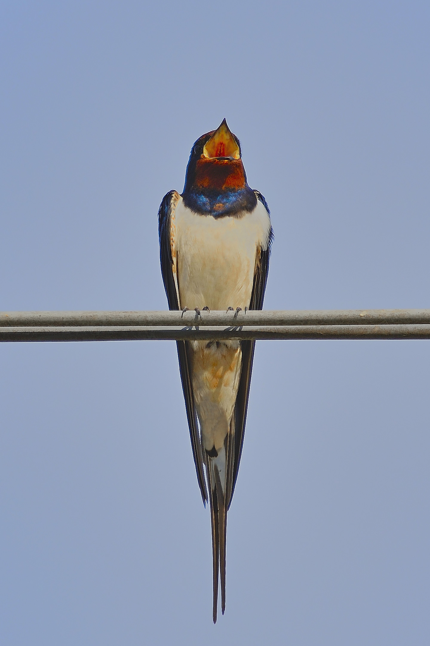 il grido della rondine!