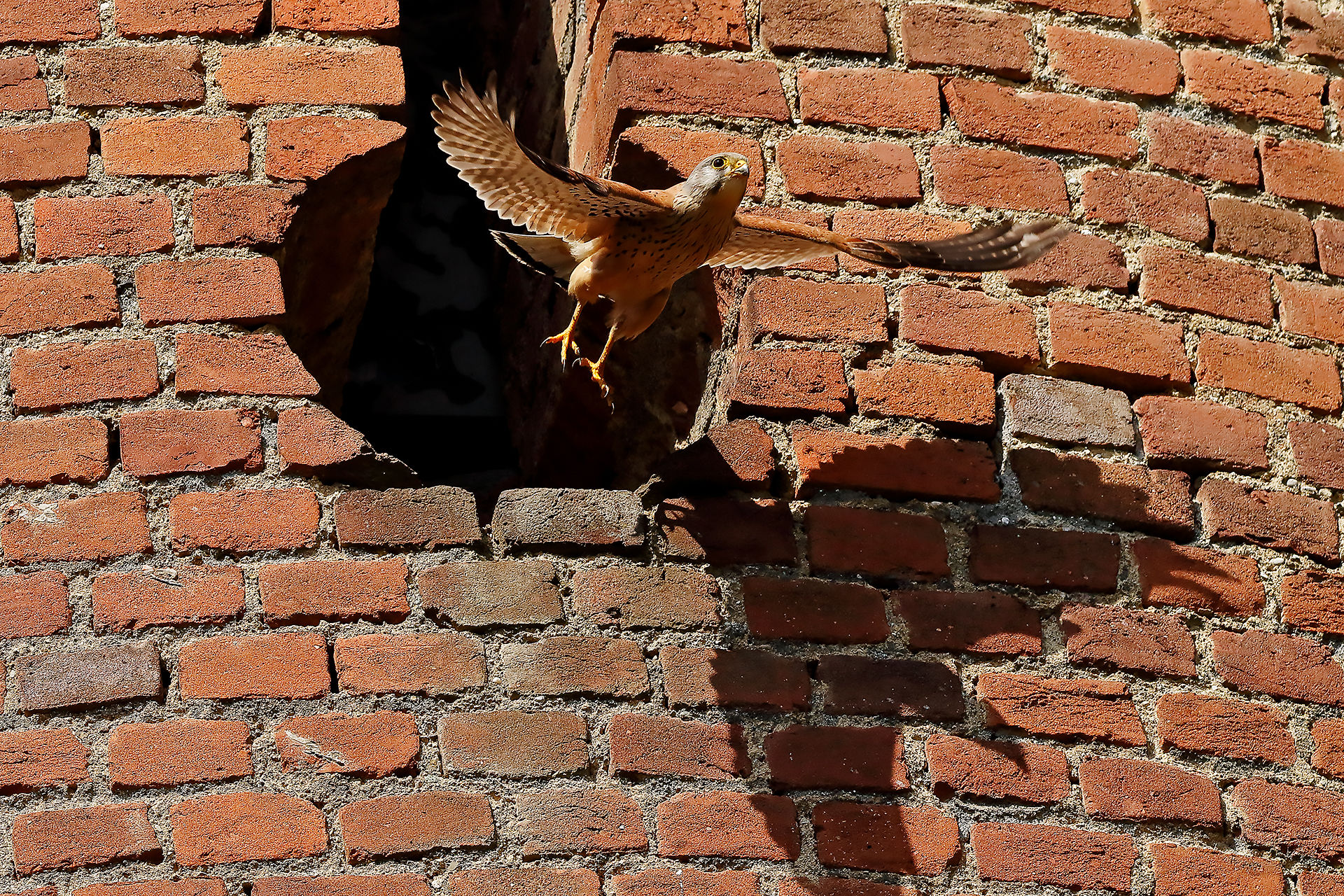 lo stacco del gheppio