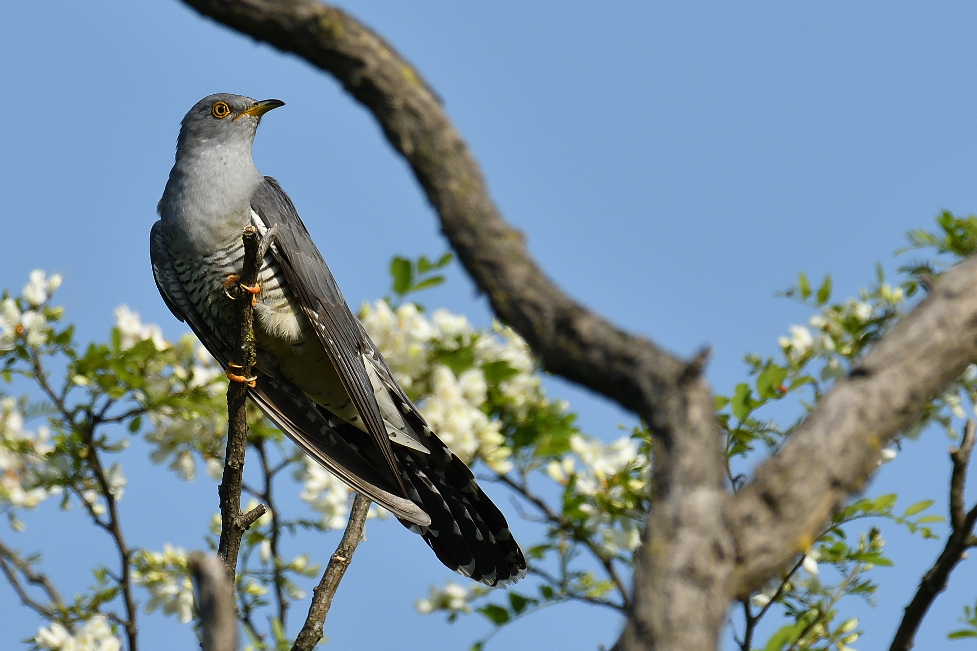 Cuckoo