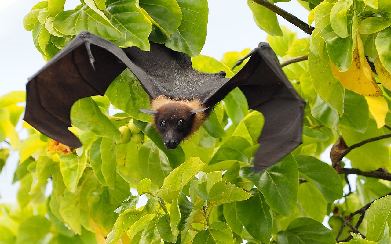 Pipistrello in partenza