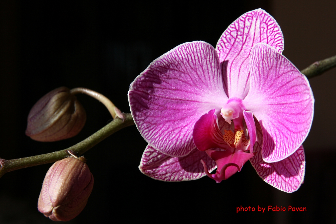 Orchid