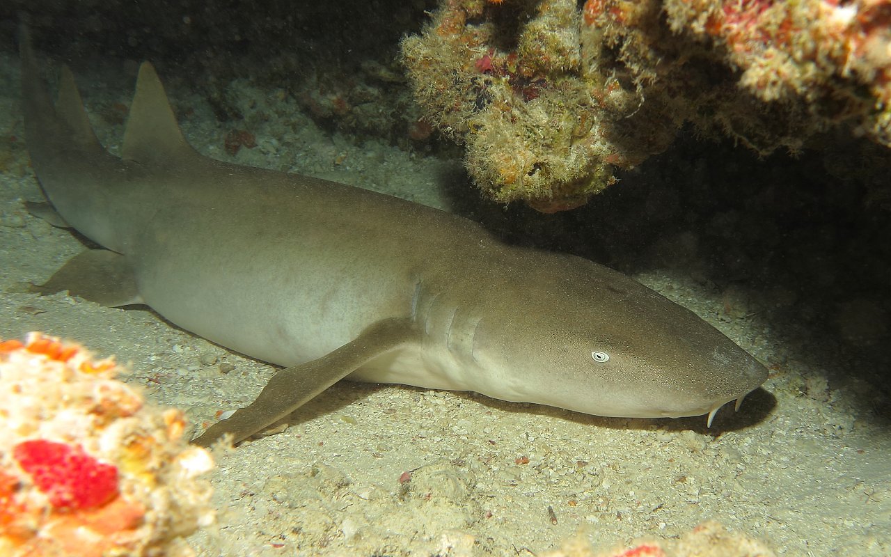 Squalo nutrice in una grotta
