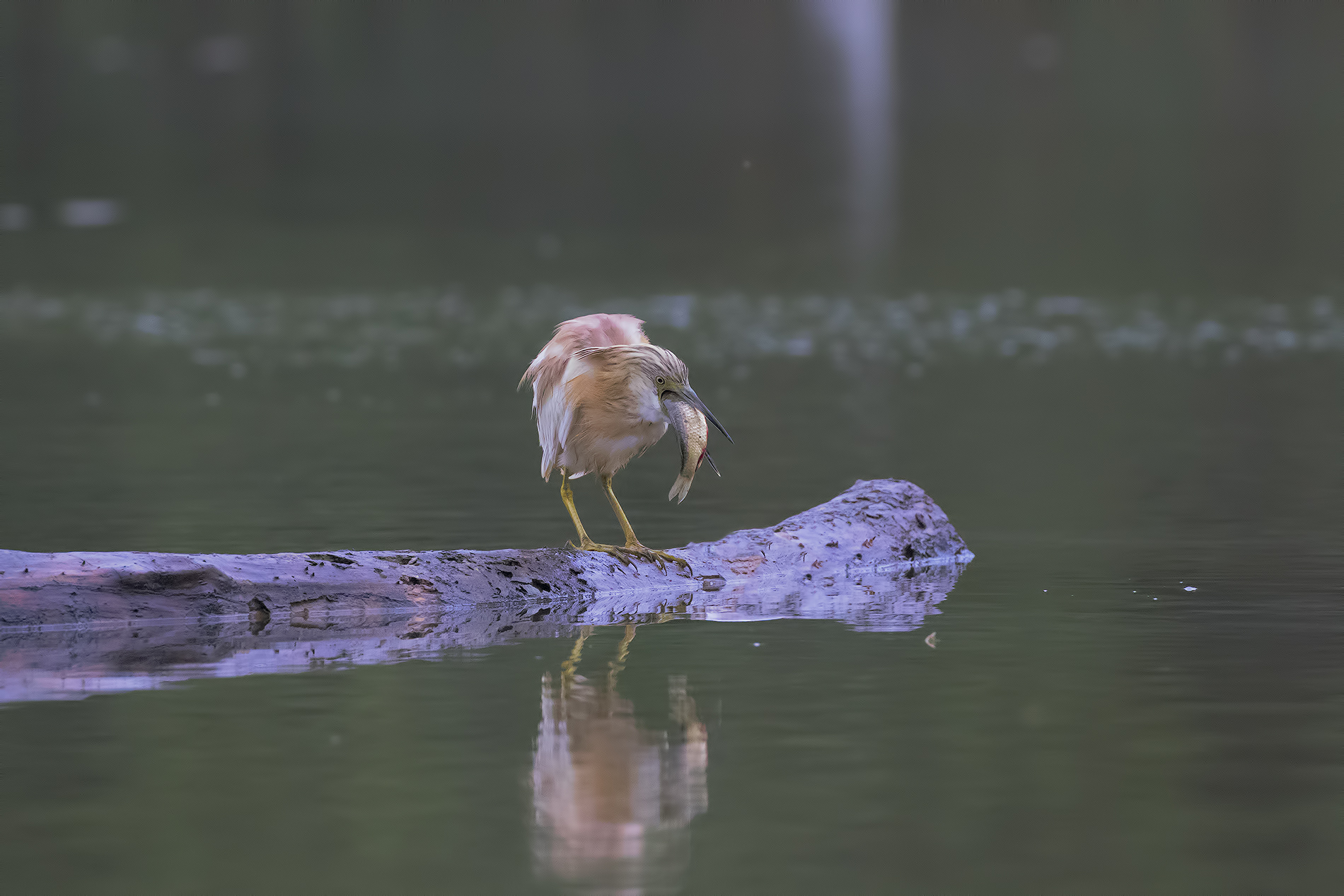 The swallow of a great prey