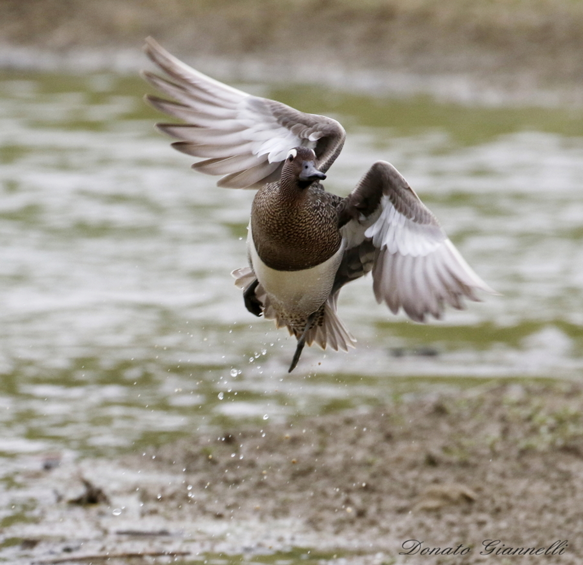 Garganey