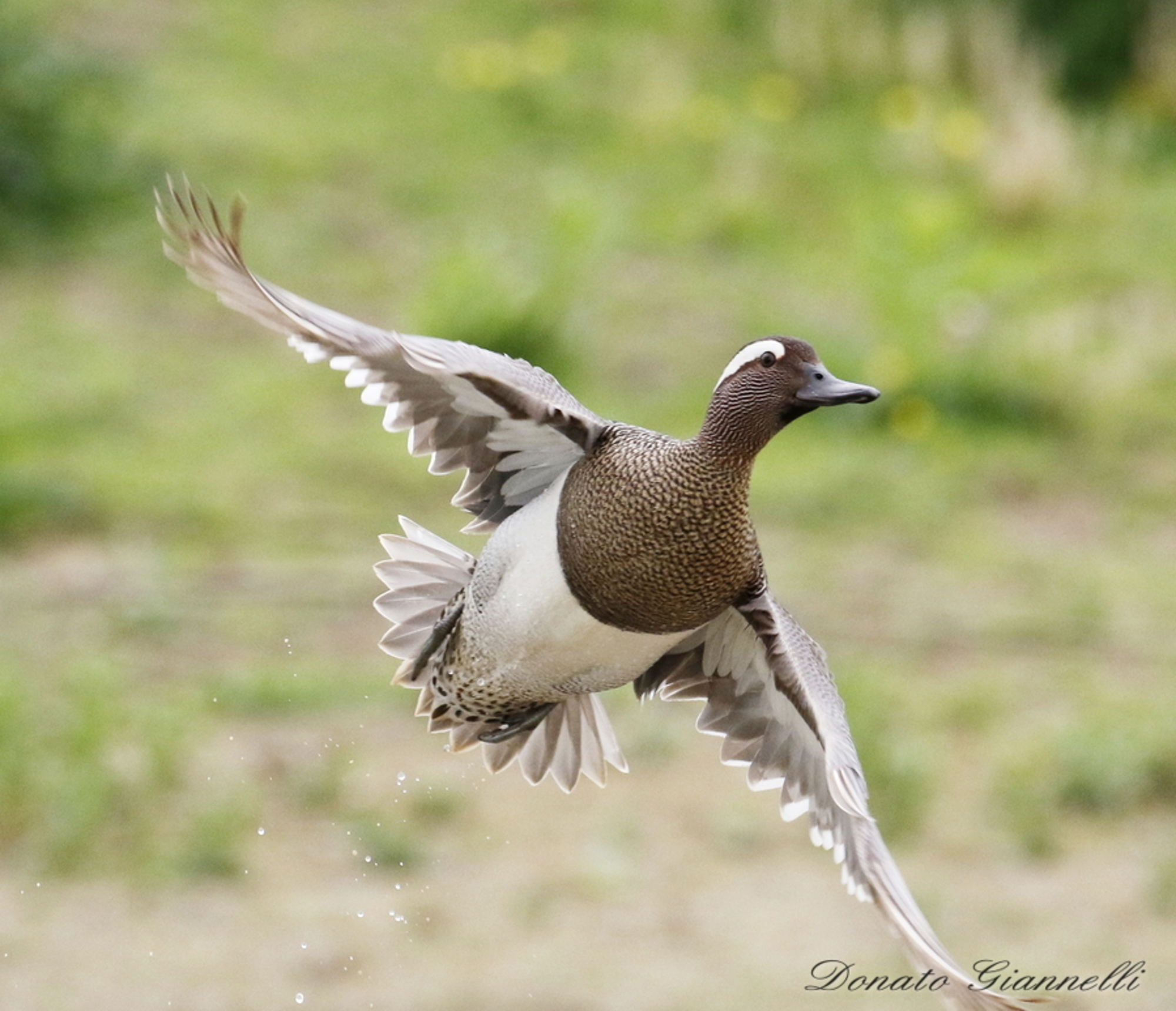 Garganey