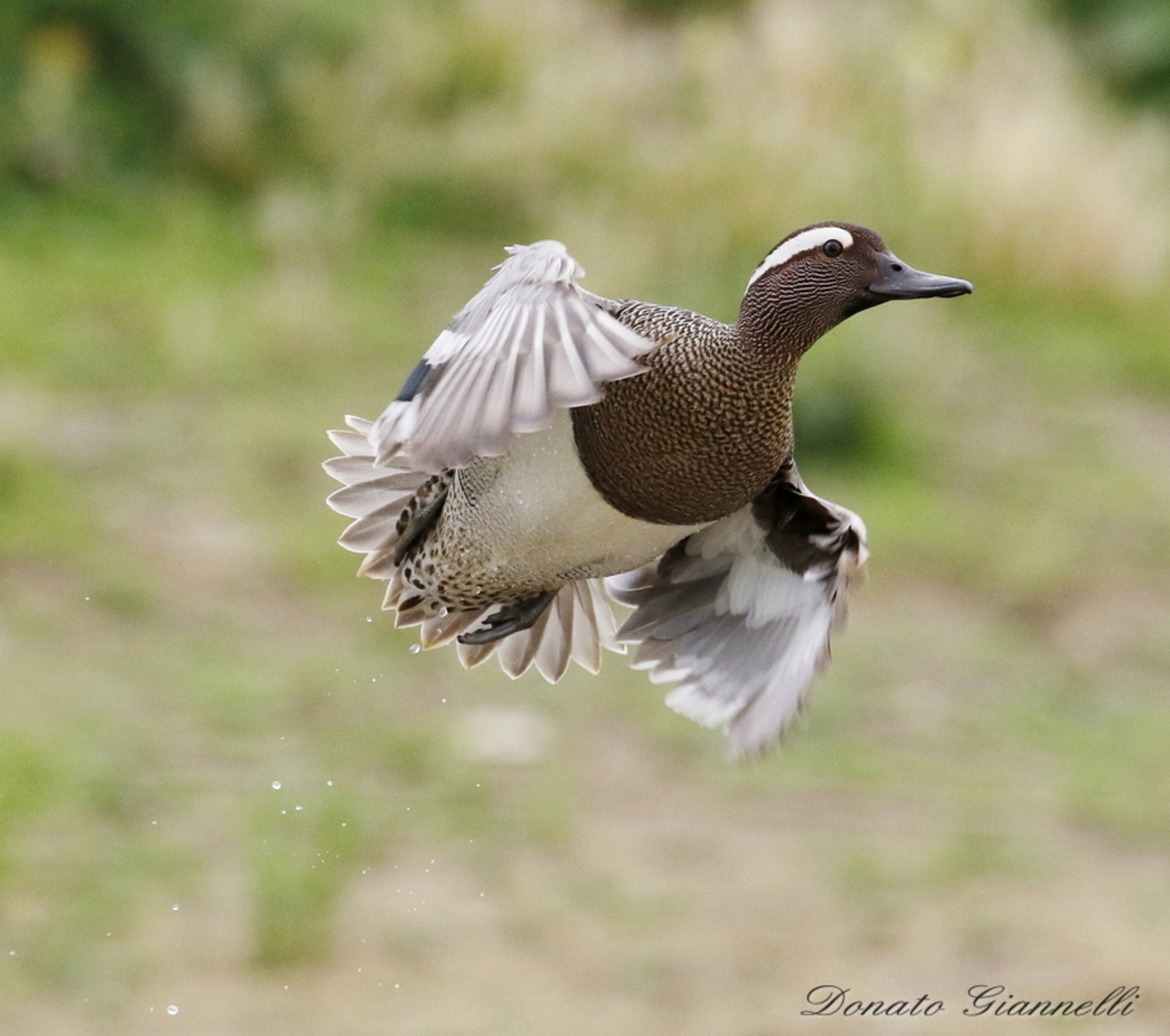 Garganey