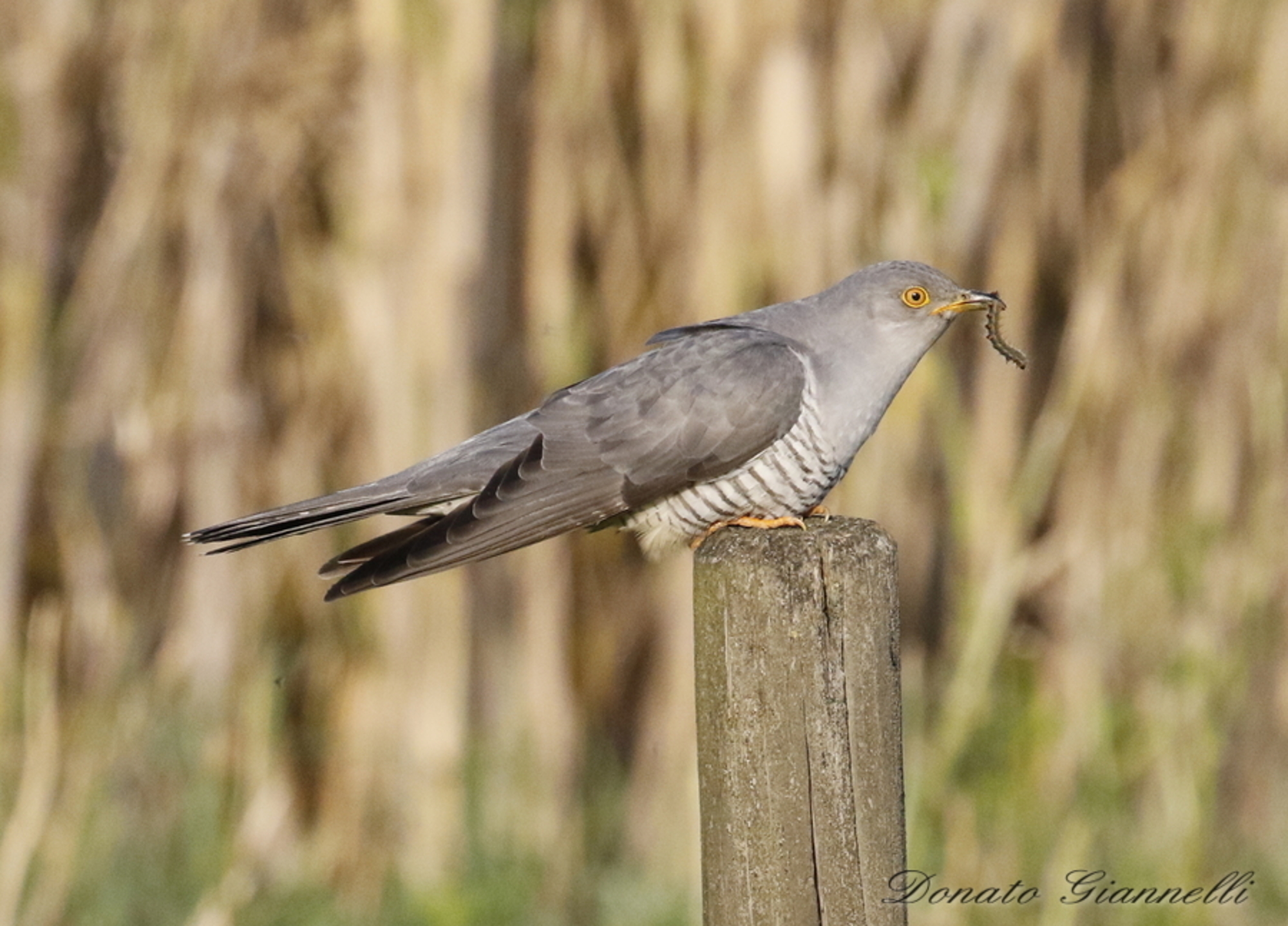 Cuckoo