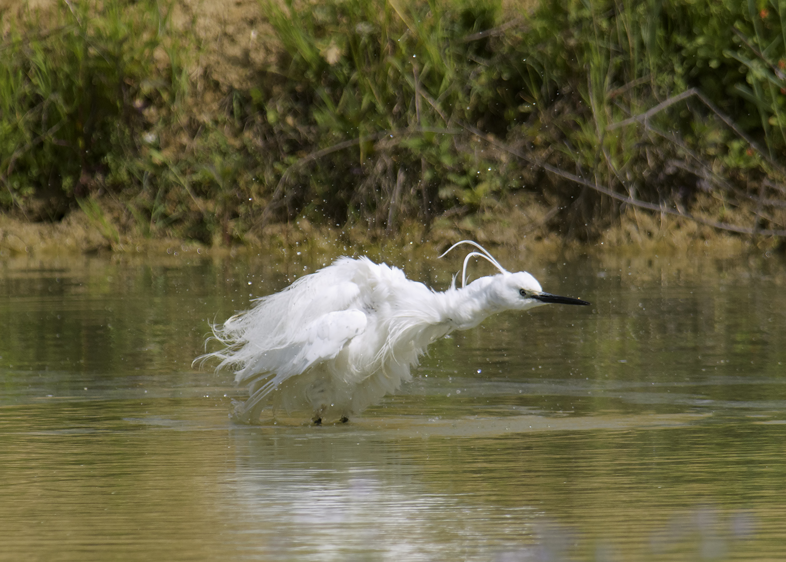 il bagno della sgarzetta