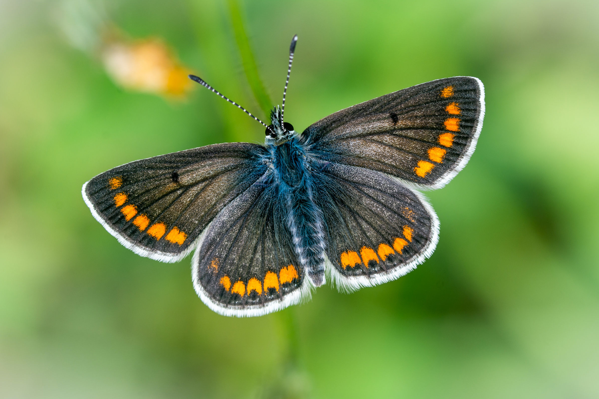 Aricia Agestis