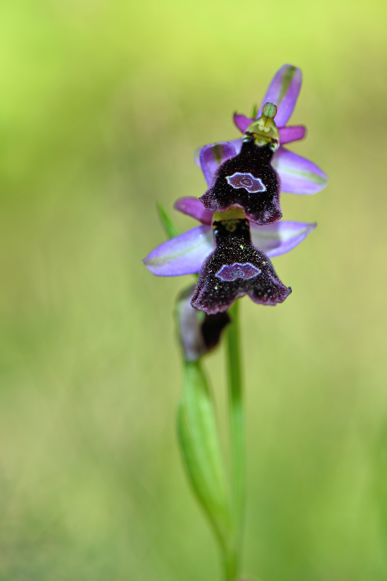 Ophrys benacensis