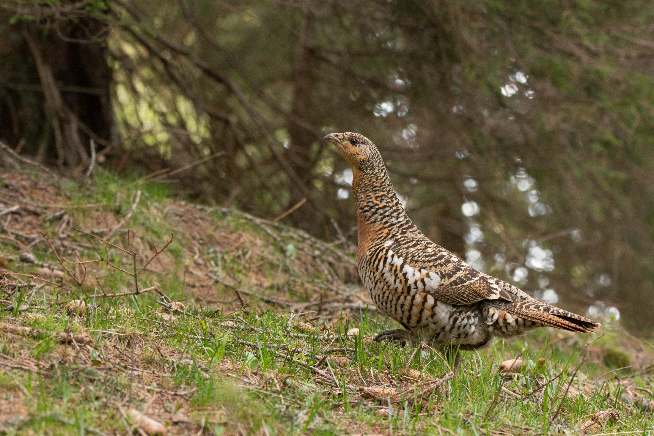 Gallo cedrone femmina