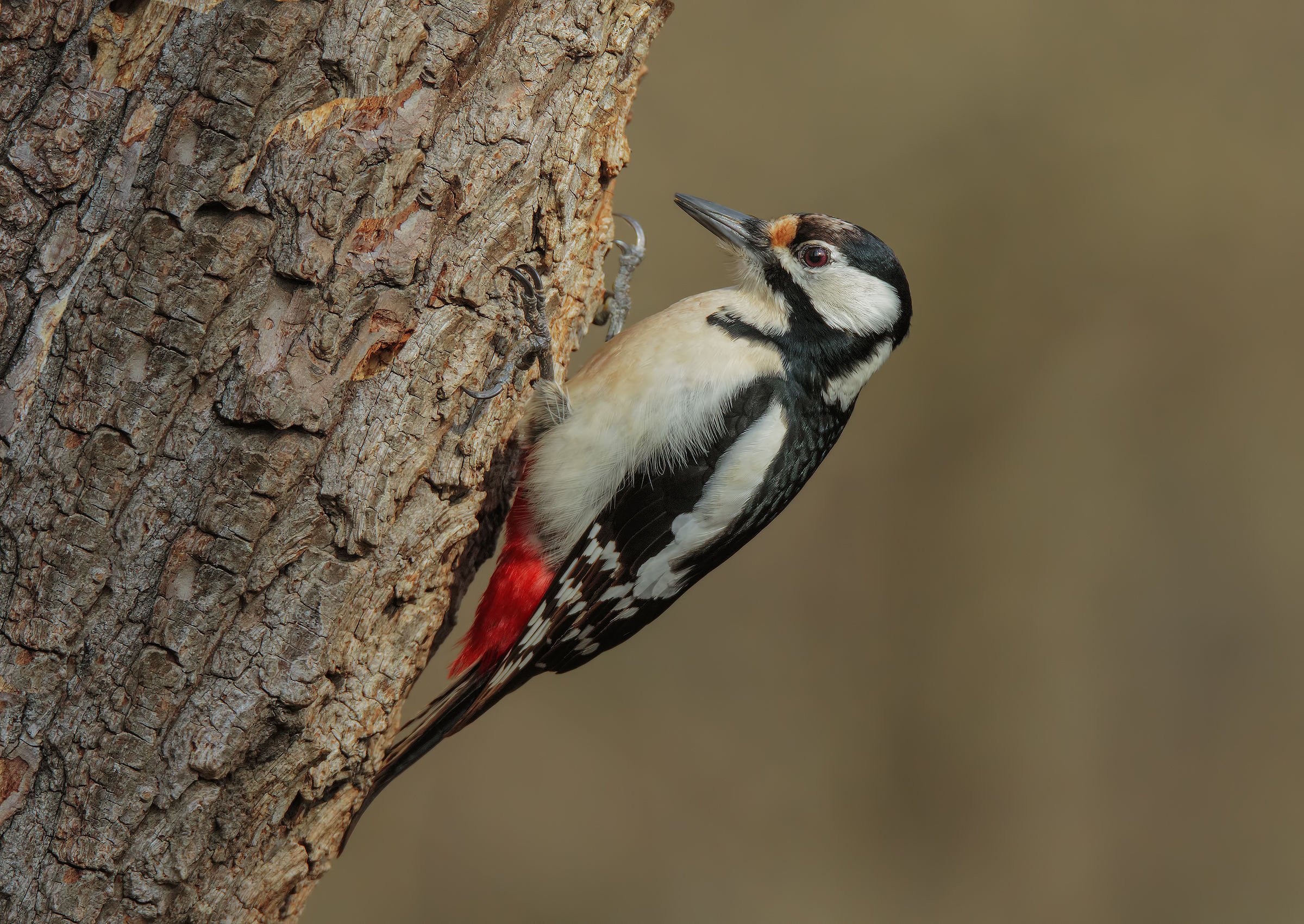 Picchio Rosso Maggiore (f)